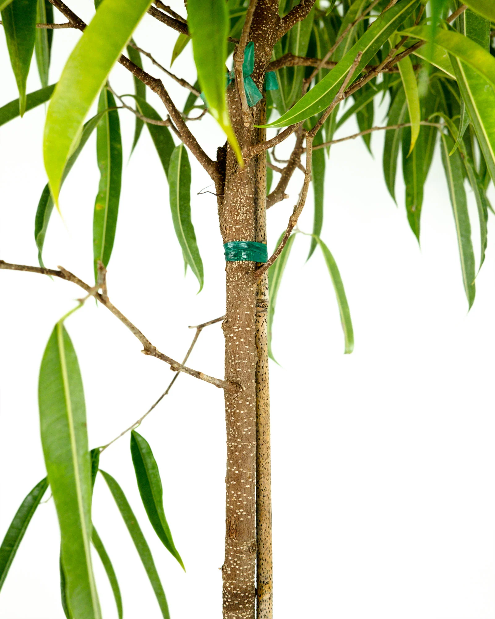 Ficus Alii Tree Form Single Stem, Ficus Maclellandii - Image 5