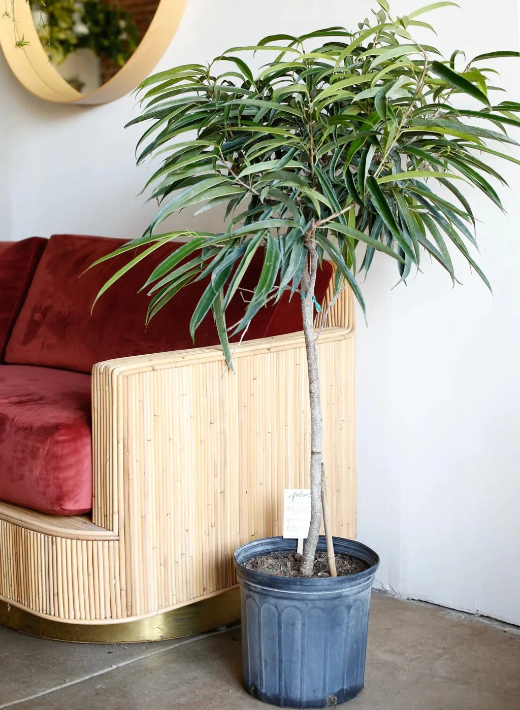 Ficus Alii Tree Form Single Stem, Ficus Maclellandii - Image 9