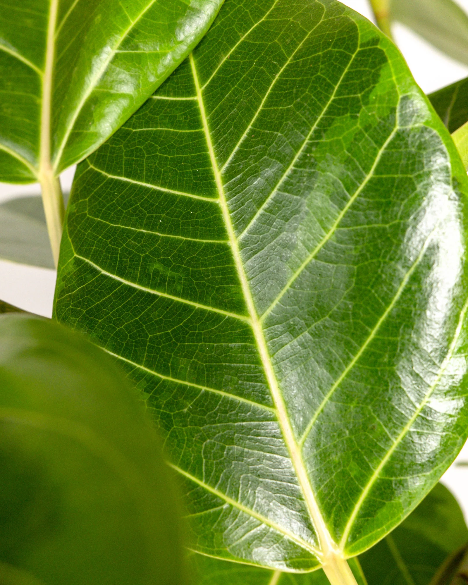 Ficus Altissima Tree Form Single Stem, Variegated Yellow Gem Rubber Tree - Image 5