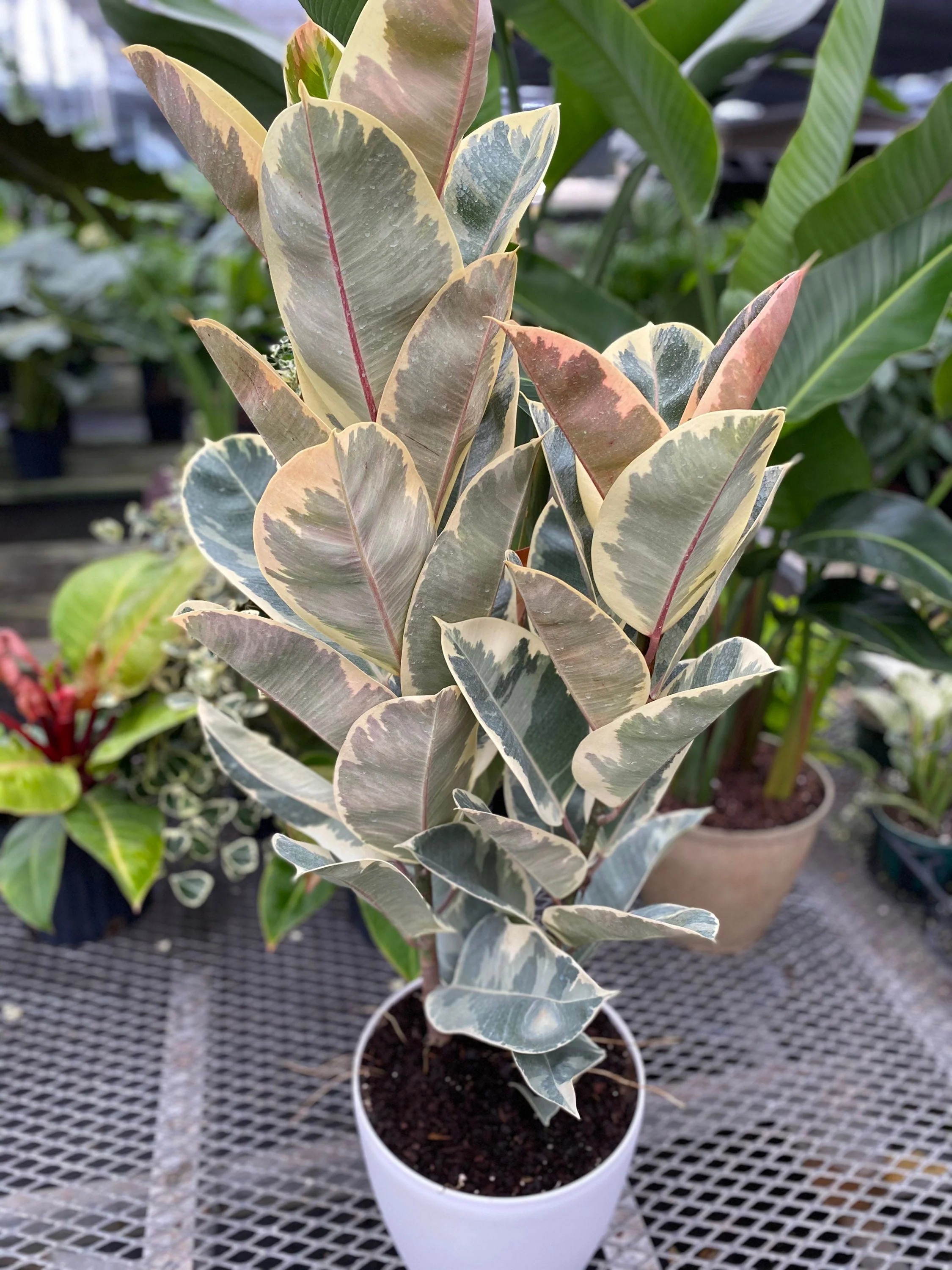 Ficus Tineke Tree Form Multi Branch Single Stem, Variegated Rubber Tree - Image 6