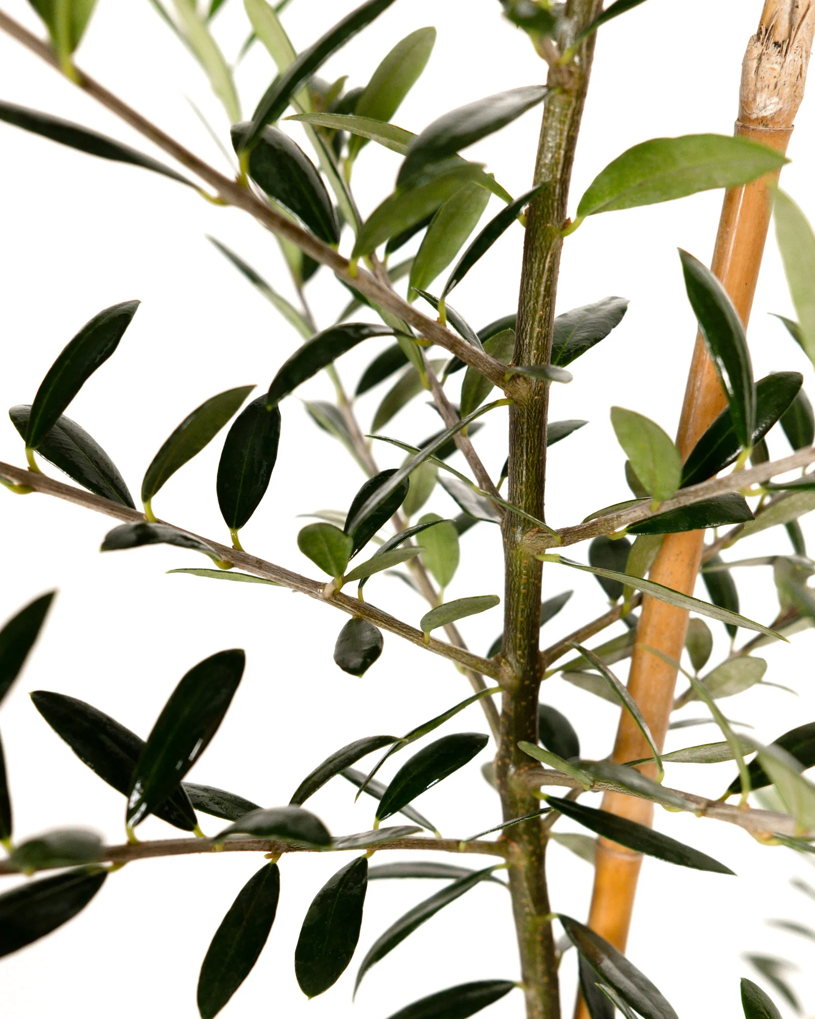 Greek Olive Tree Koroneiki, Olea European Olive - Image 5