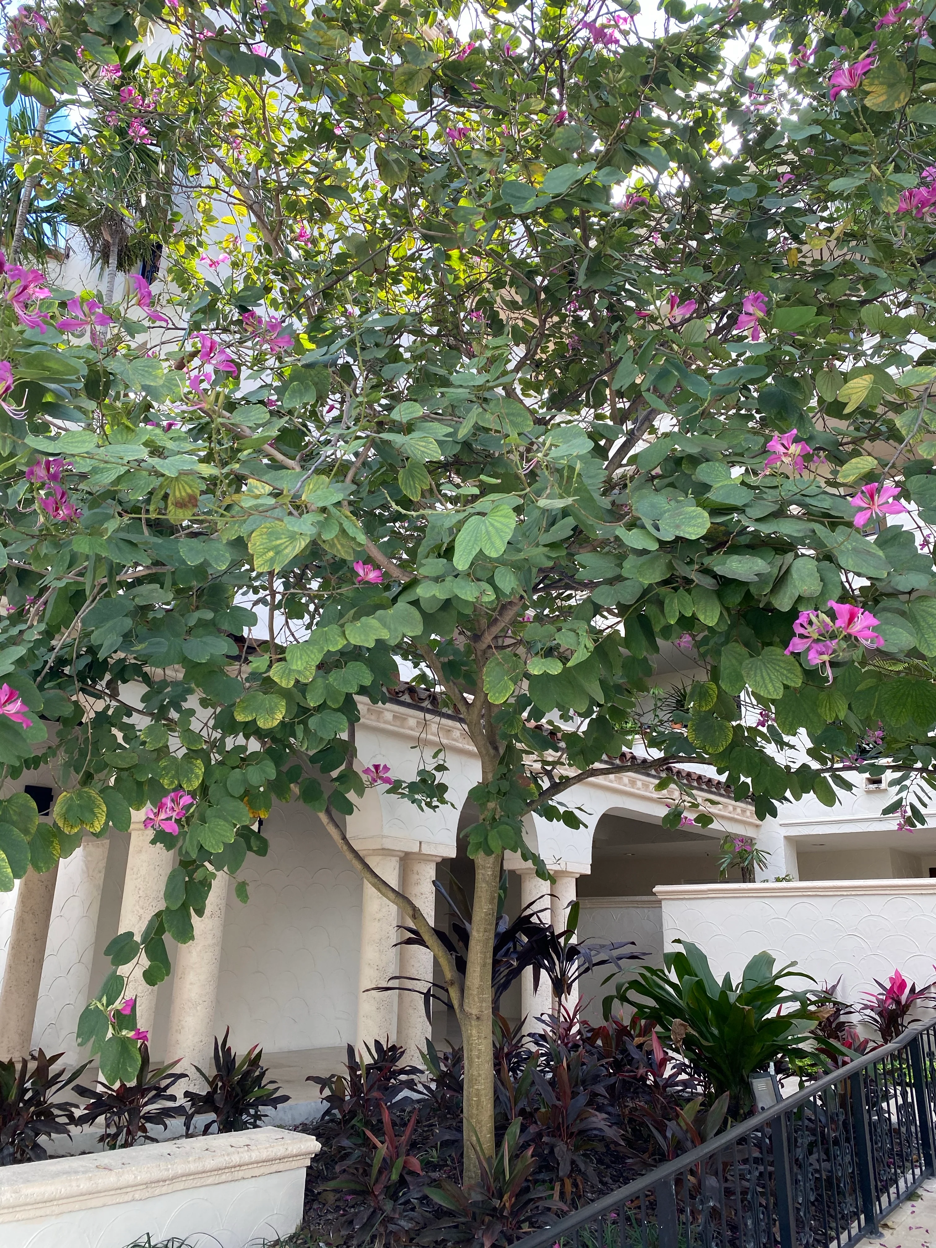 Hong Kong Orchid, Bauhinia x Blakeana Pink-Purple - Image 10