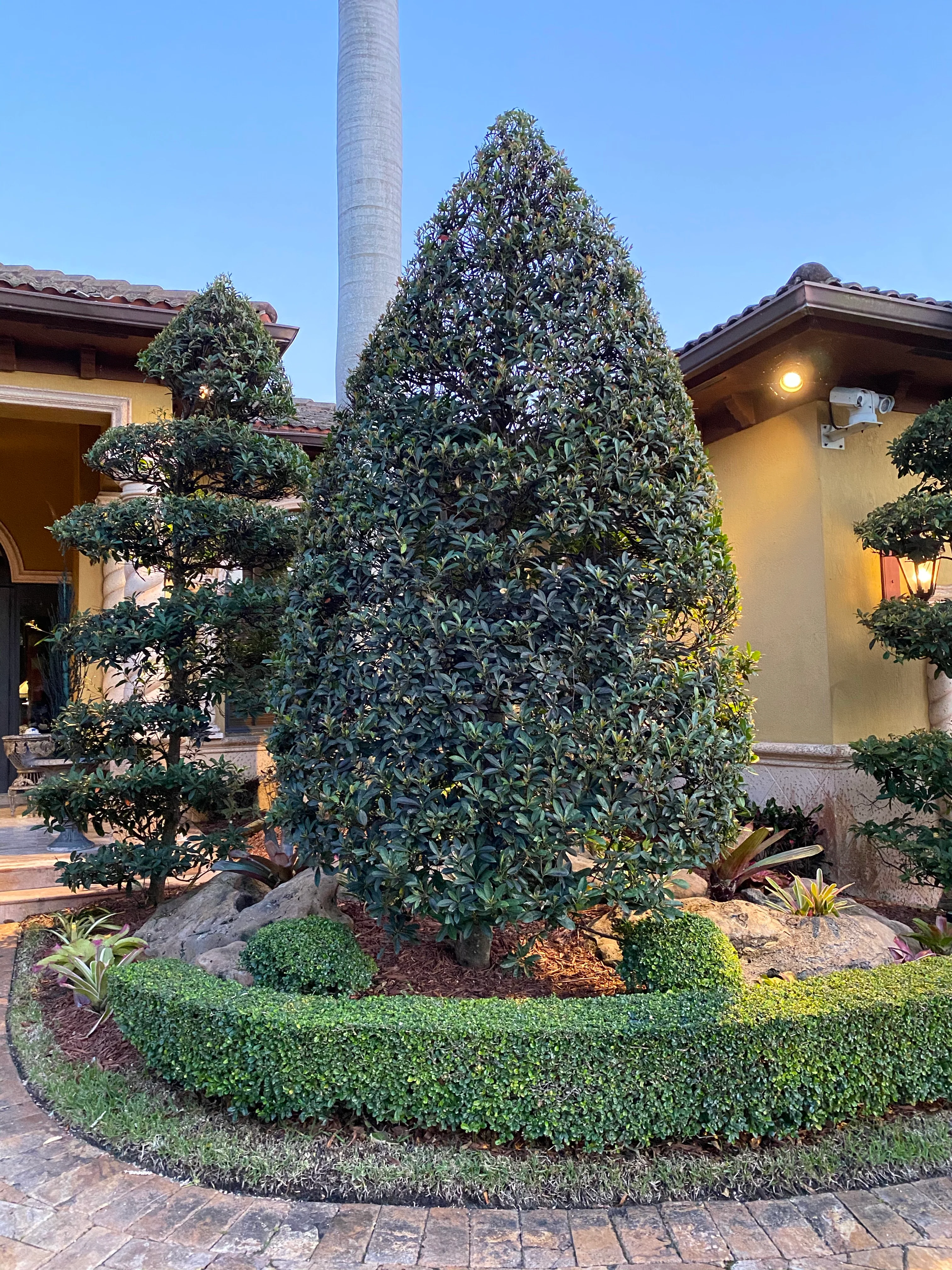 Japanese Blueberry Bush Form, Elaeocarpus Decipiens - Image 4