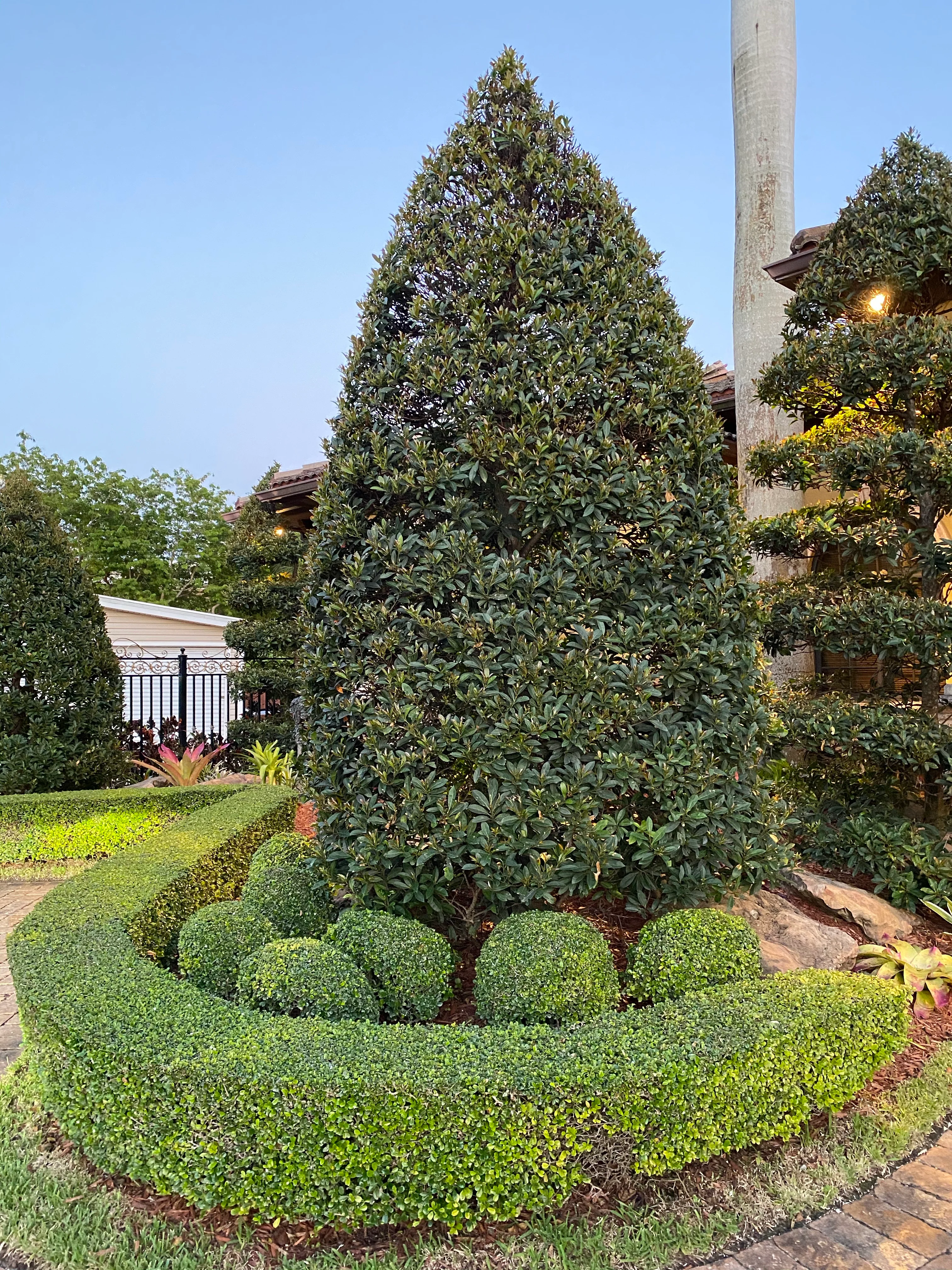 Japanese Blueberry Bush Form, Elaeocarpus Decipiens - Image 5