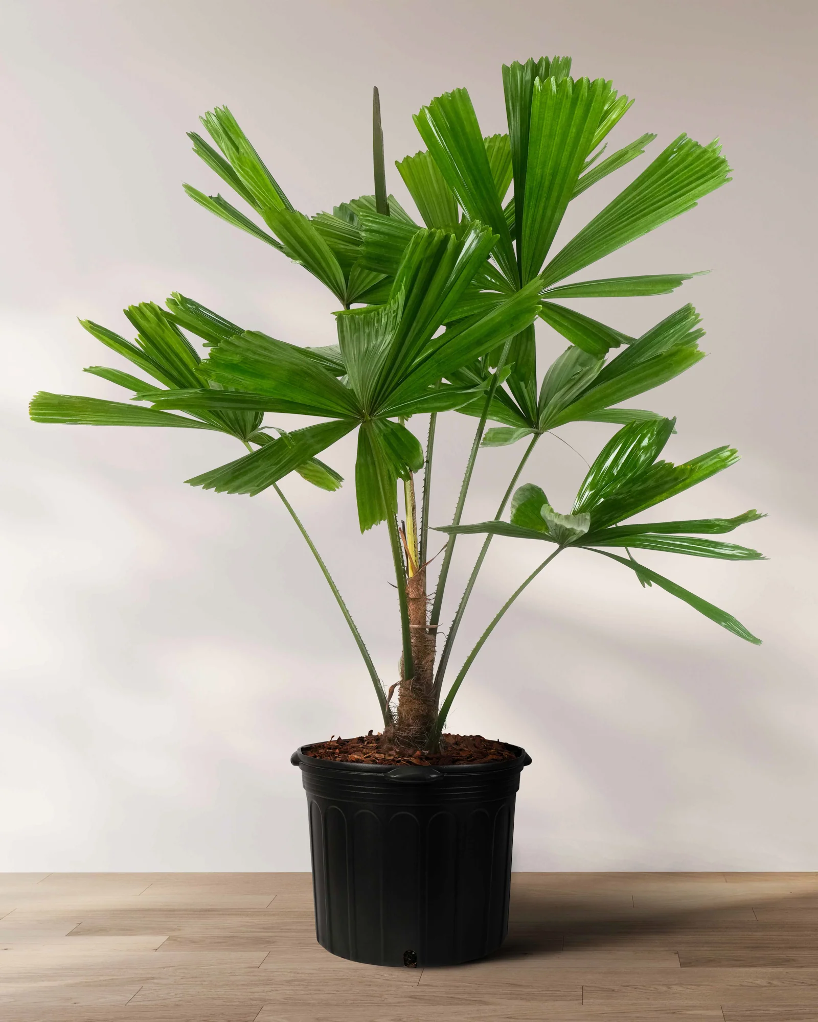 Licuala Ramsayii Palm Tree, Split Leaves - Image 3