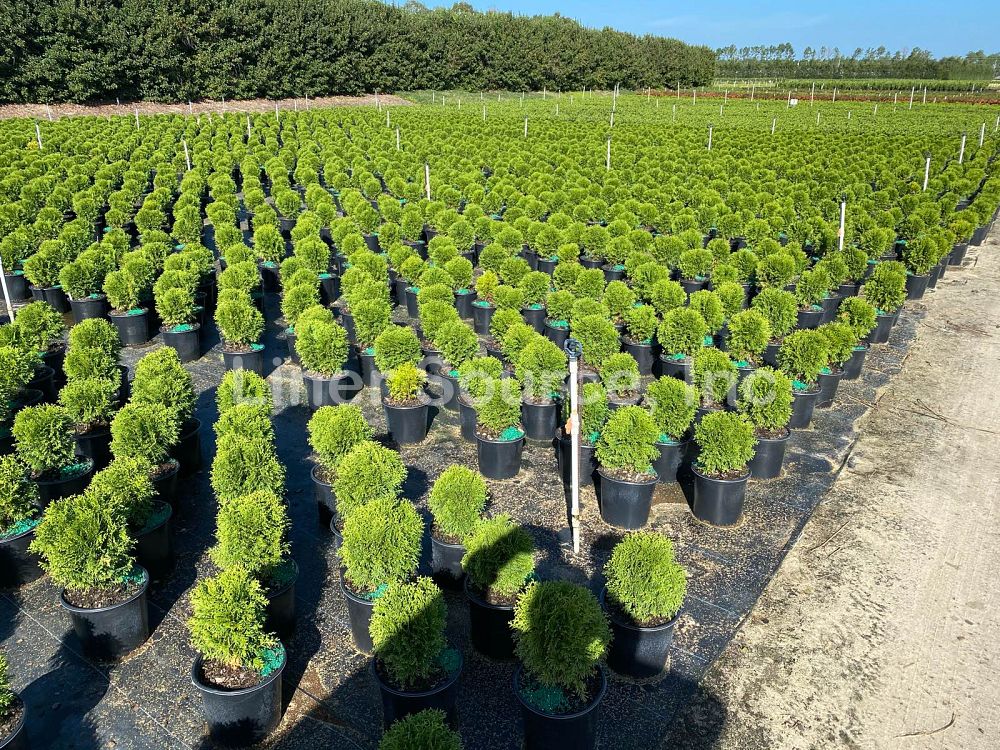 Little Giant Arborvitae Topiary Ball, False White Cedar - Image 3