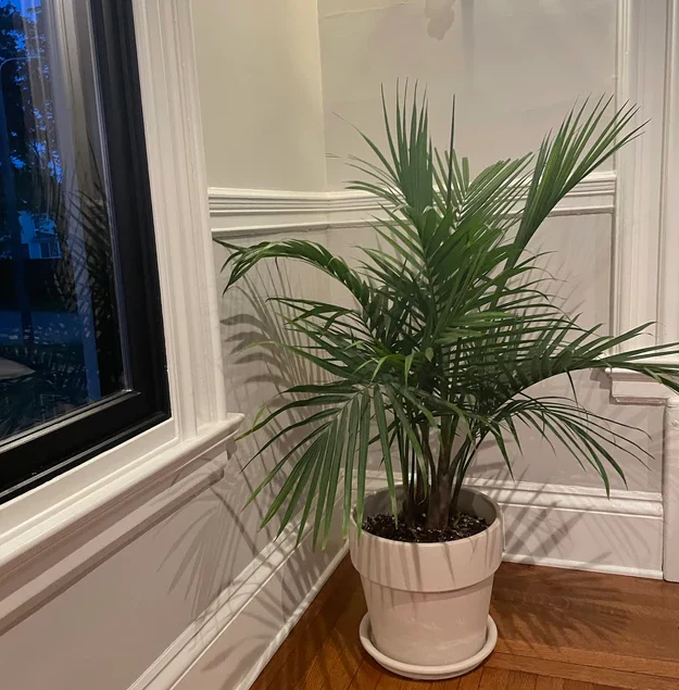 Majesty Palm, Ravenea Rivularis Live Indoor Plant - Image 7