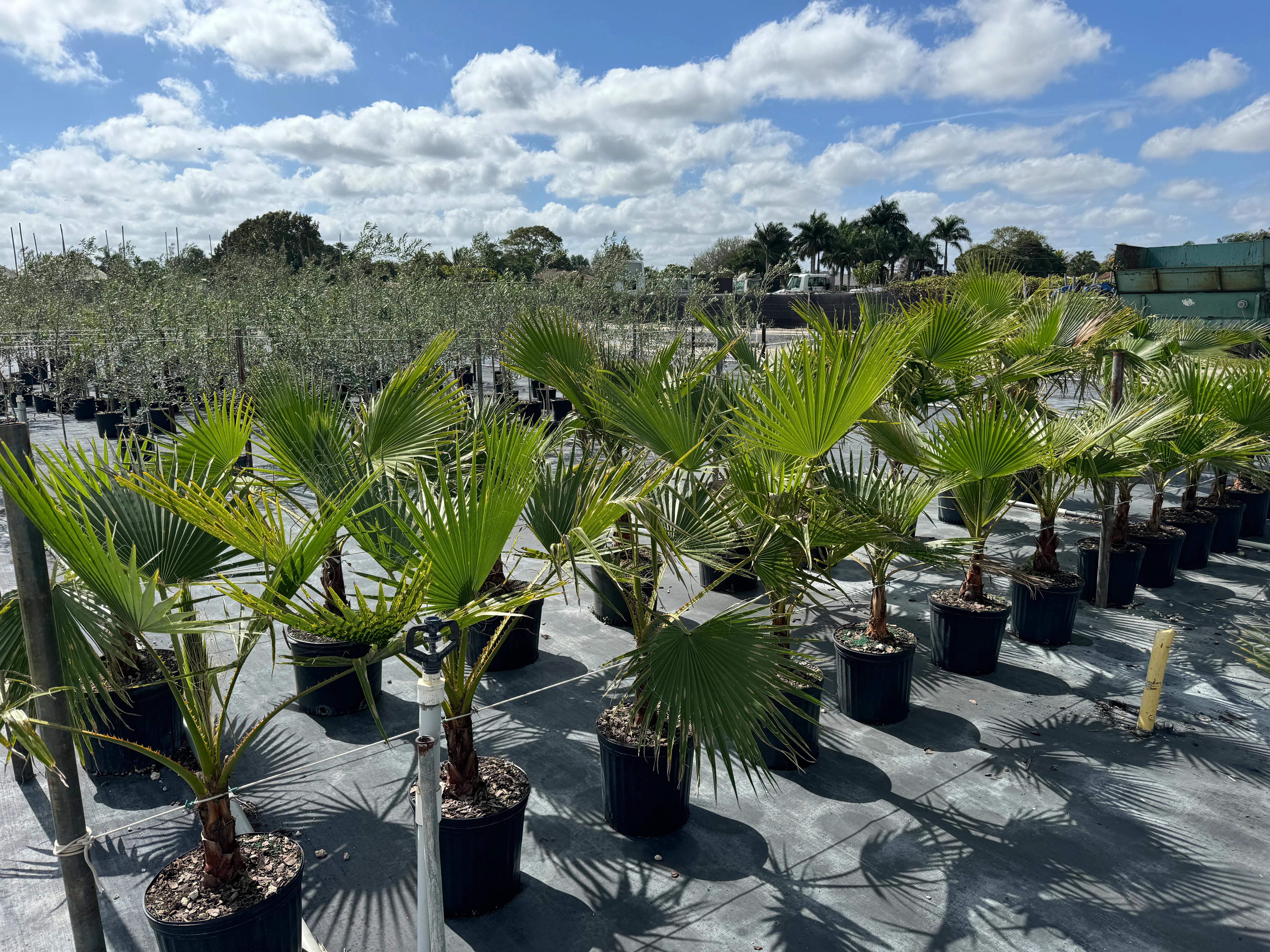 Washington Palm, Mexican Fan Palm Tree - Image 10