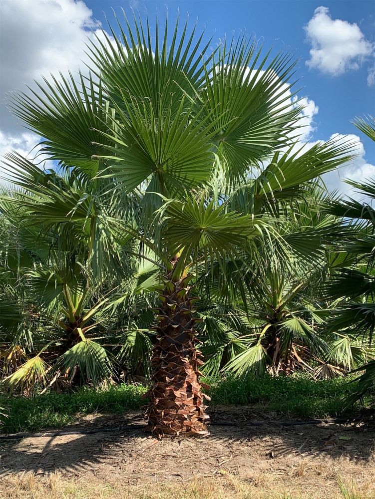 Washington Palm, Mexican Fan Palm Tree - Image 3