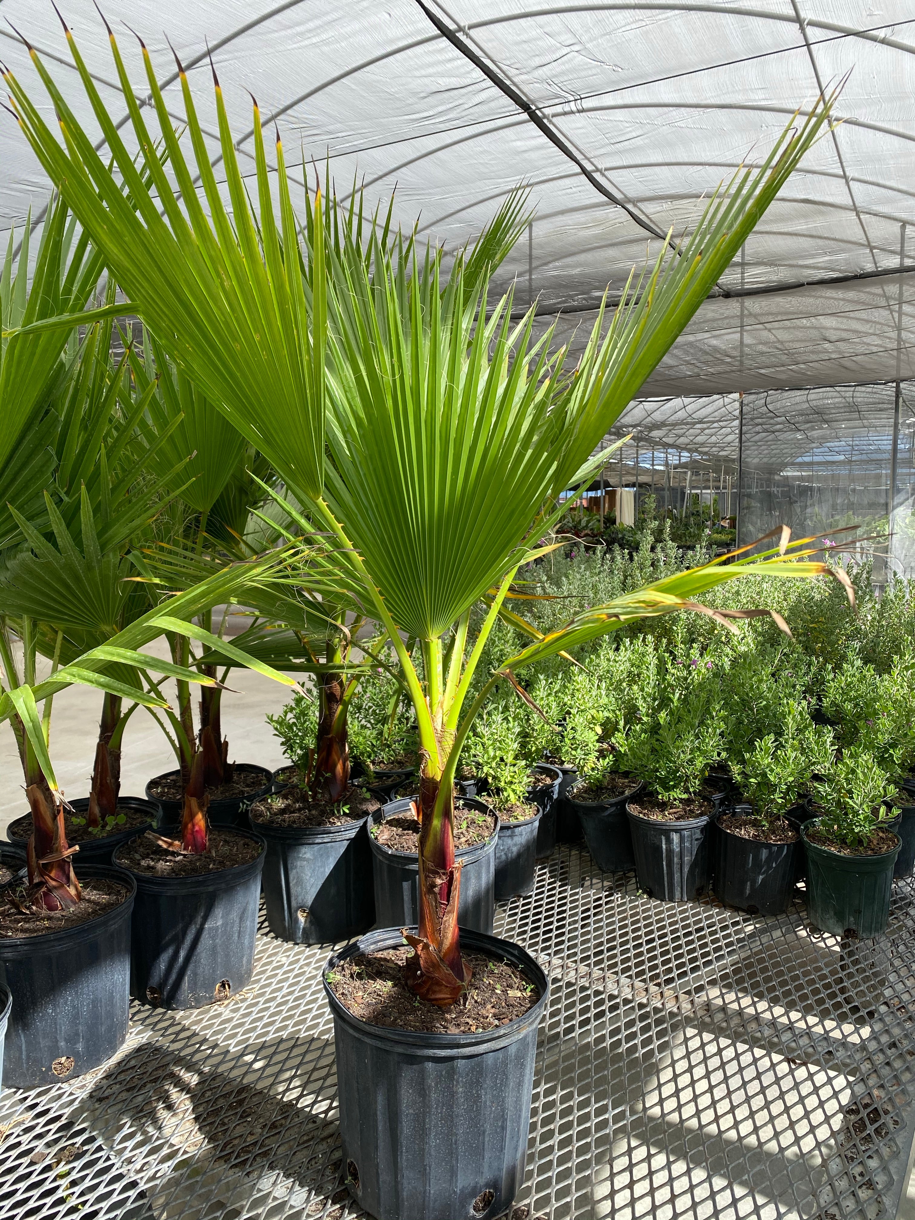 Washington Palm, Mexican Fan Palm Tree - Image 7