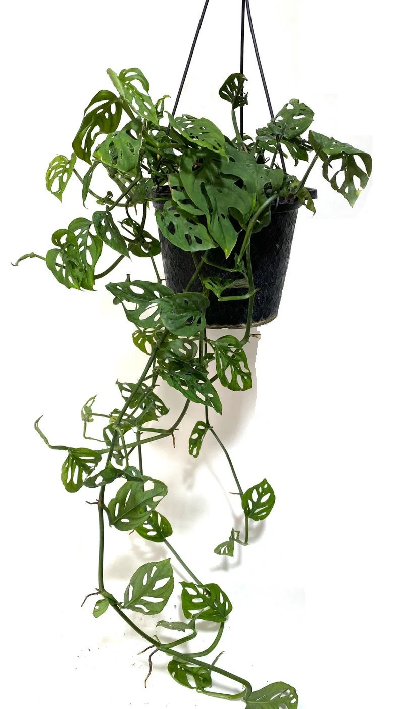 Monstera Adansonii Swiss cheese Hanging Basket - Image 8