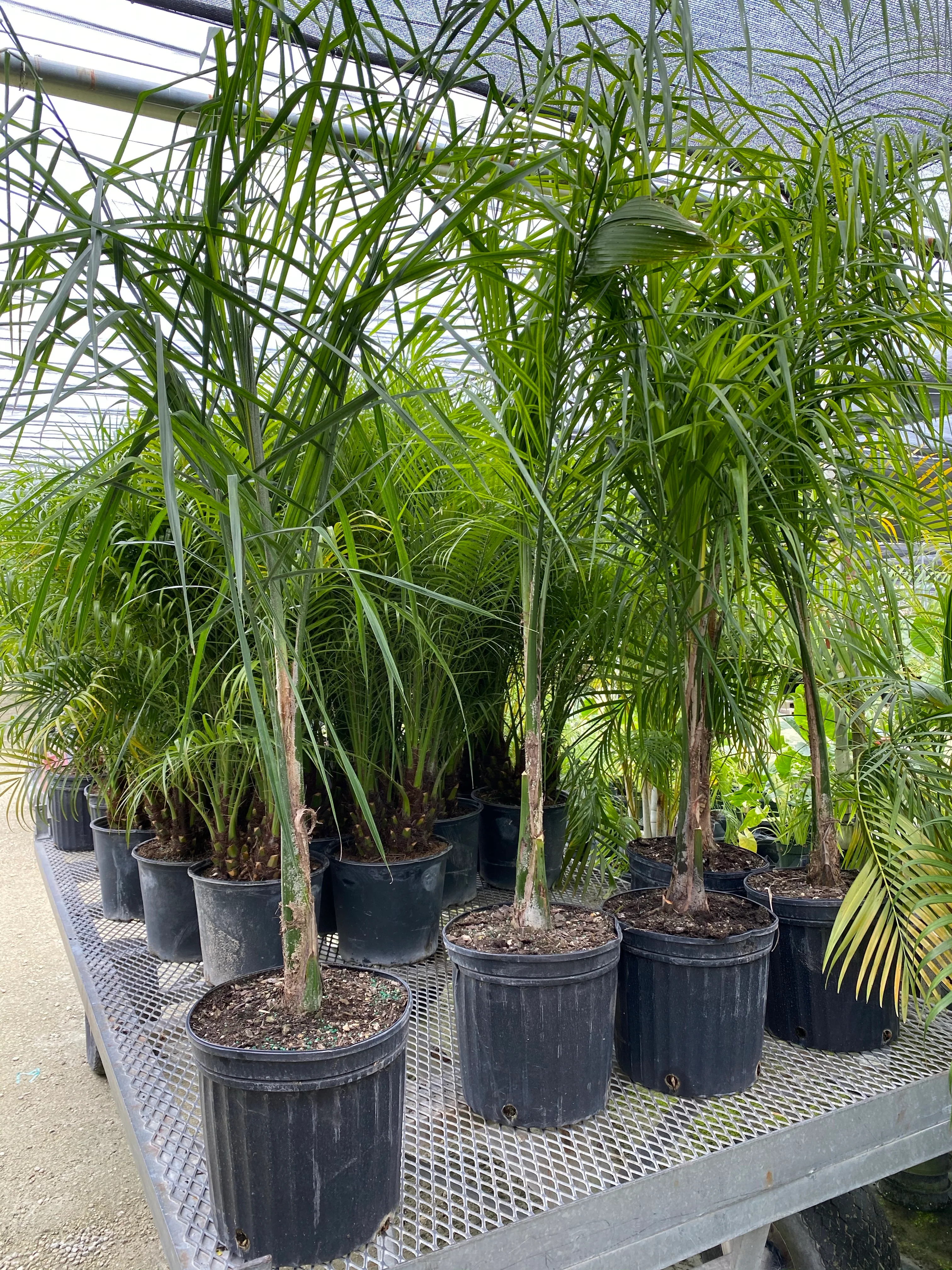 Queen Palm, Cocos Plumosa - Image 3