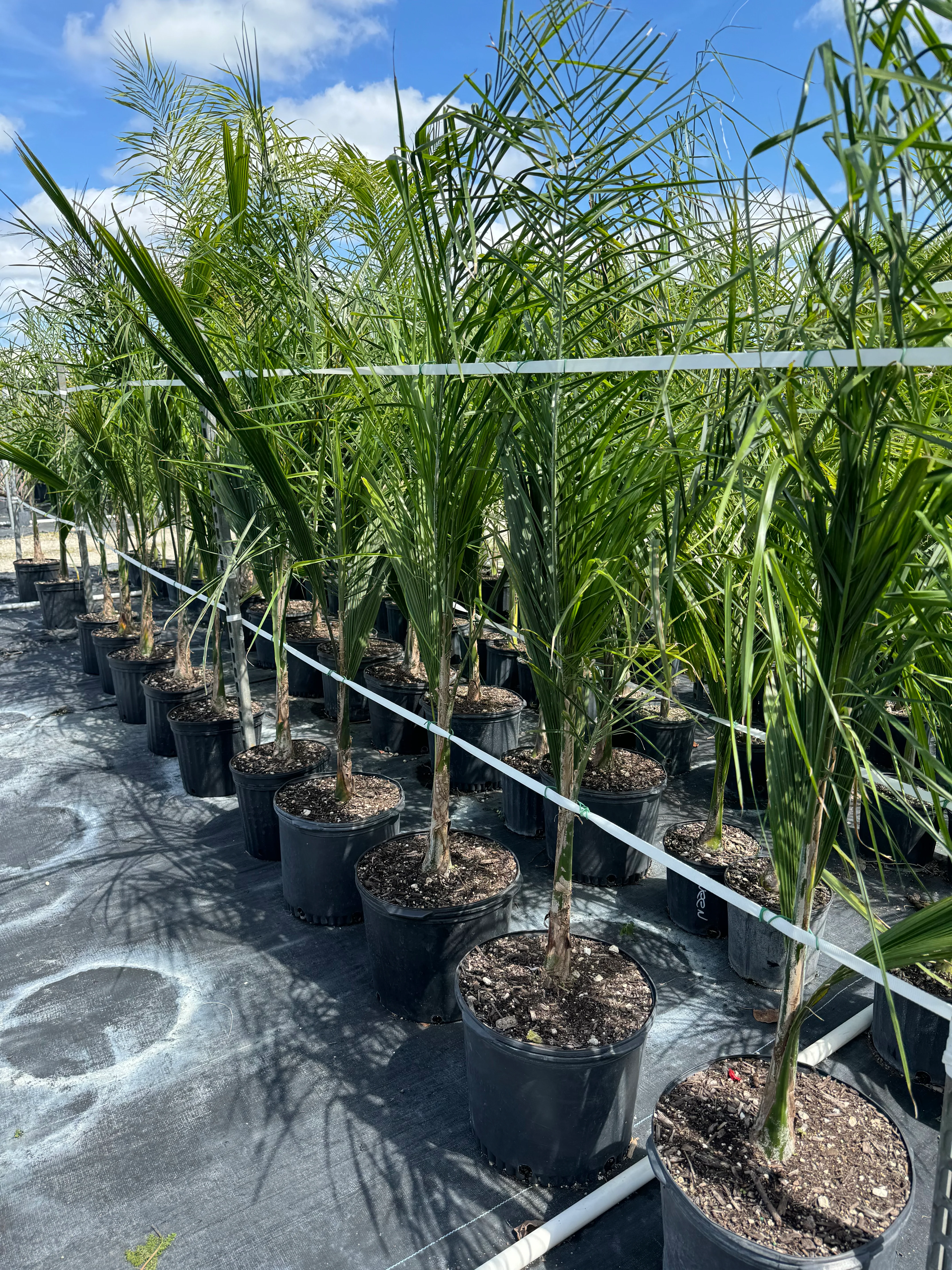 Queen Palm, Cocos Plumosa - Image 5