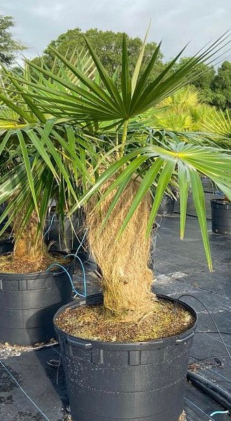 Old Man Palm, Coccothrinax Crinita, Palma Petate - Image 5