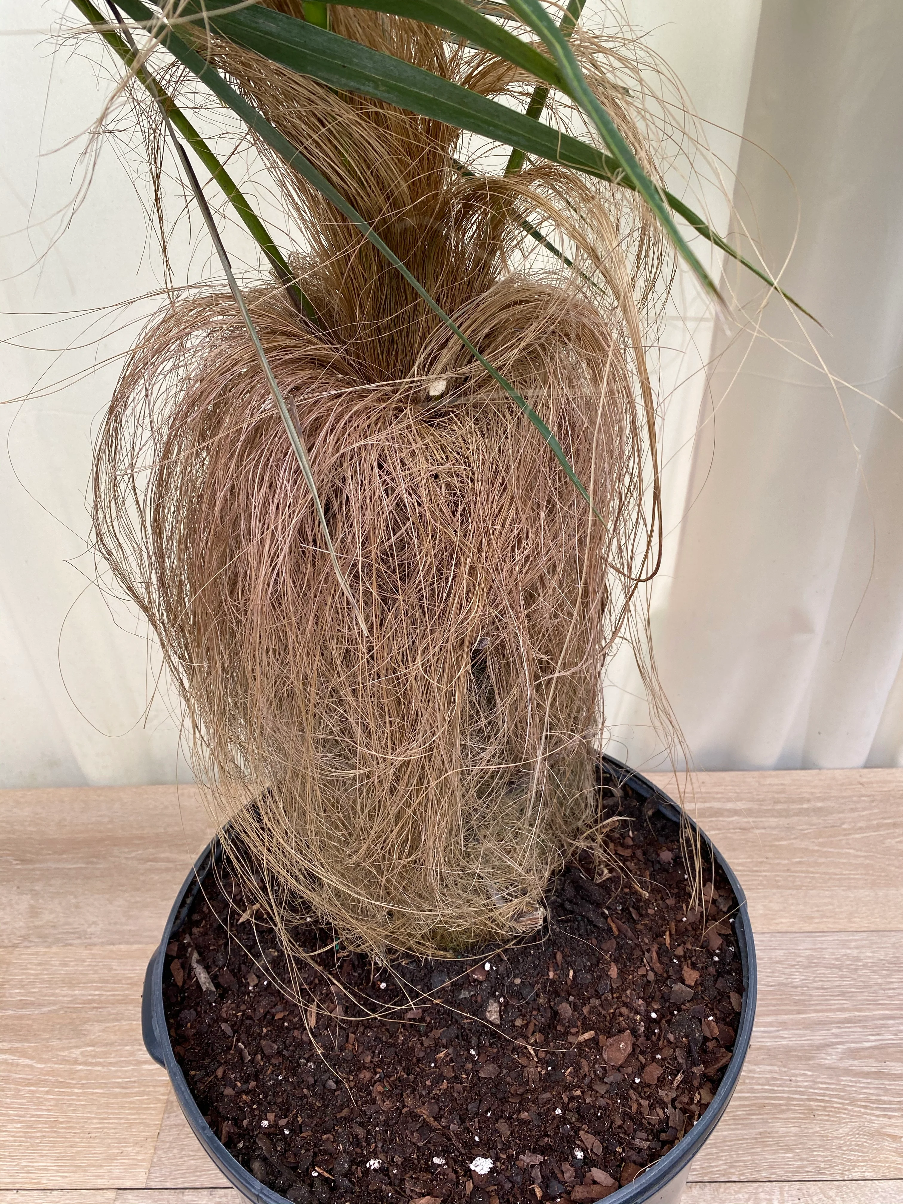 Old Man Palm, Coccothrinax Crinita, Palma Petate - Image 7