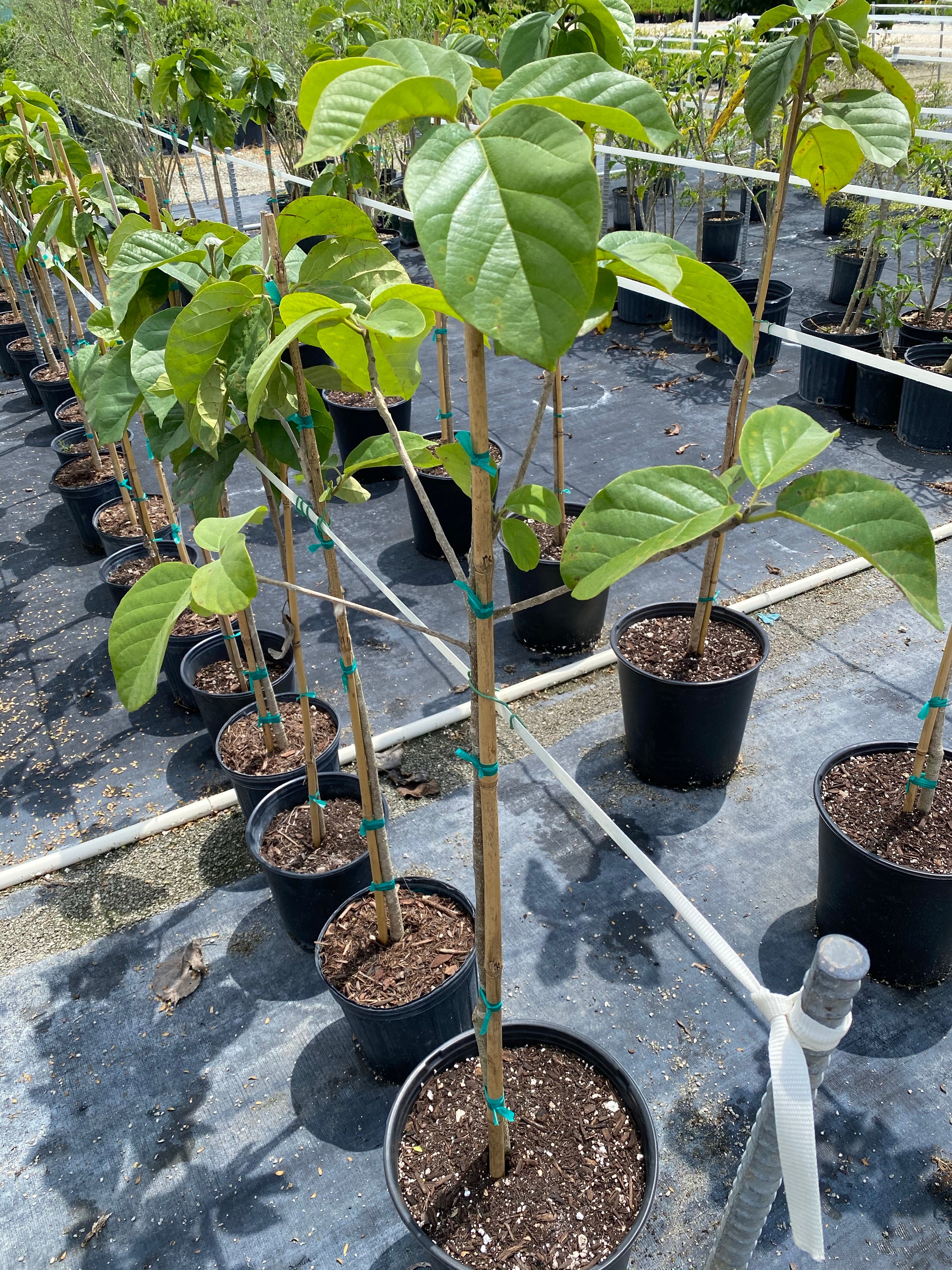 Orange Geiger Tree, Cordia sebestena - Image 3
