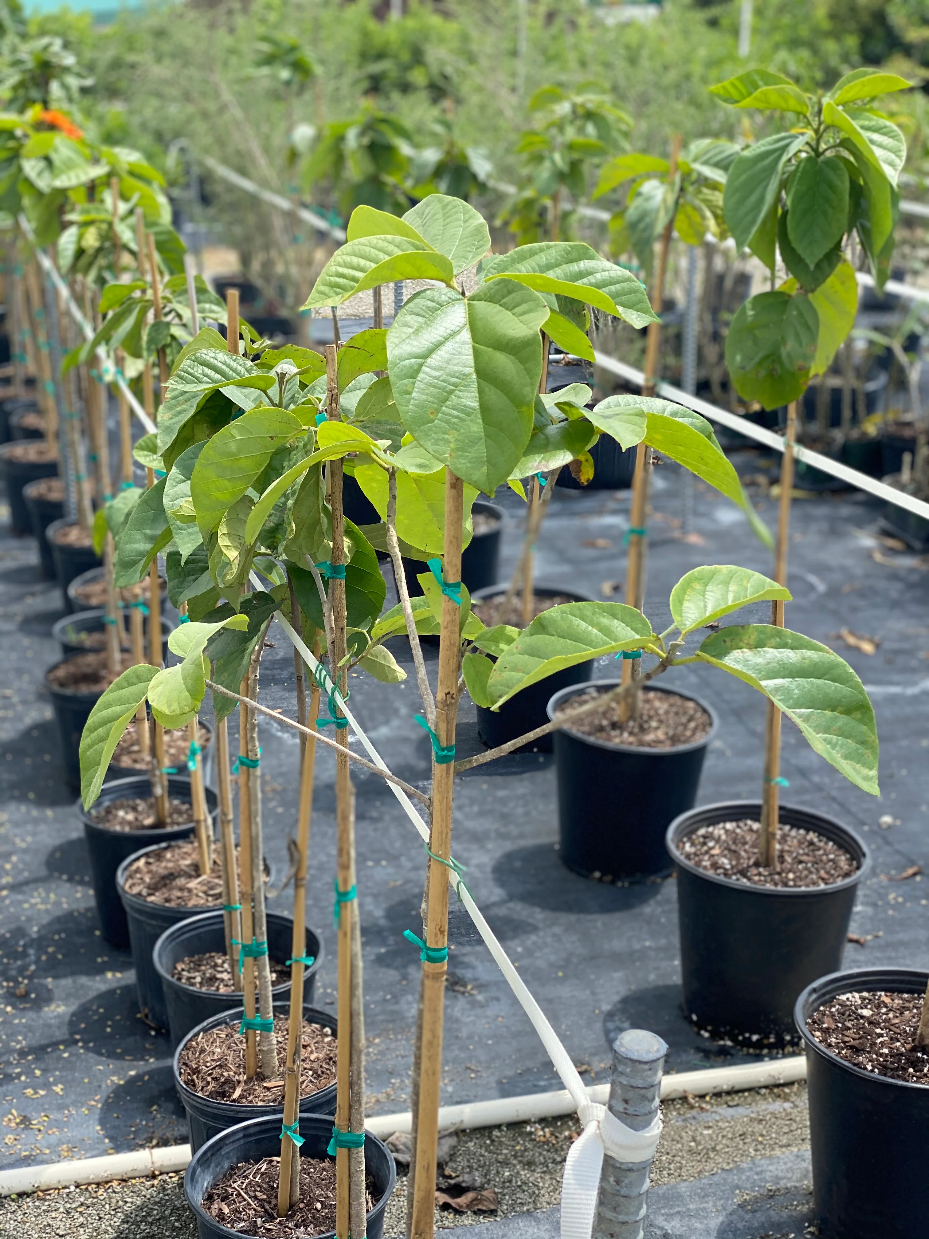 Orange Geiger Tree, Cordia sebestena - Image 4