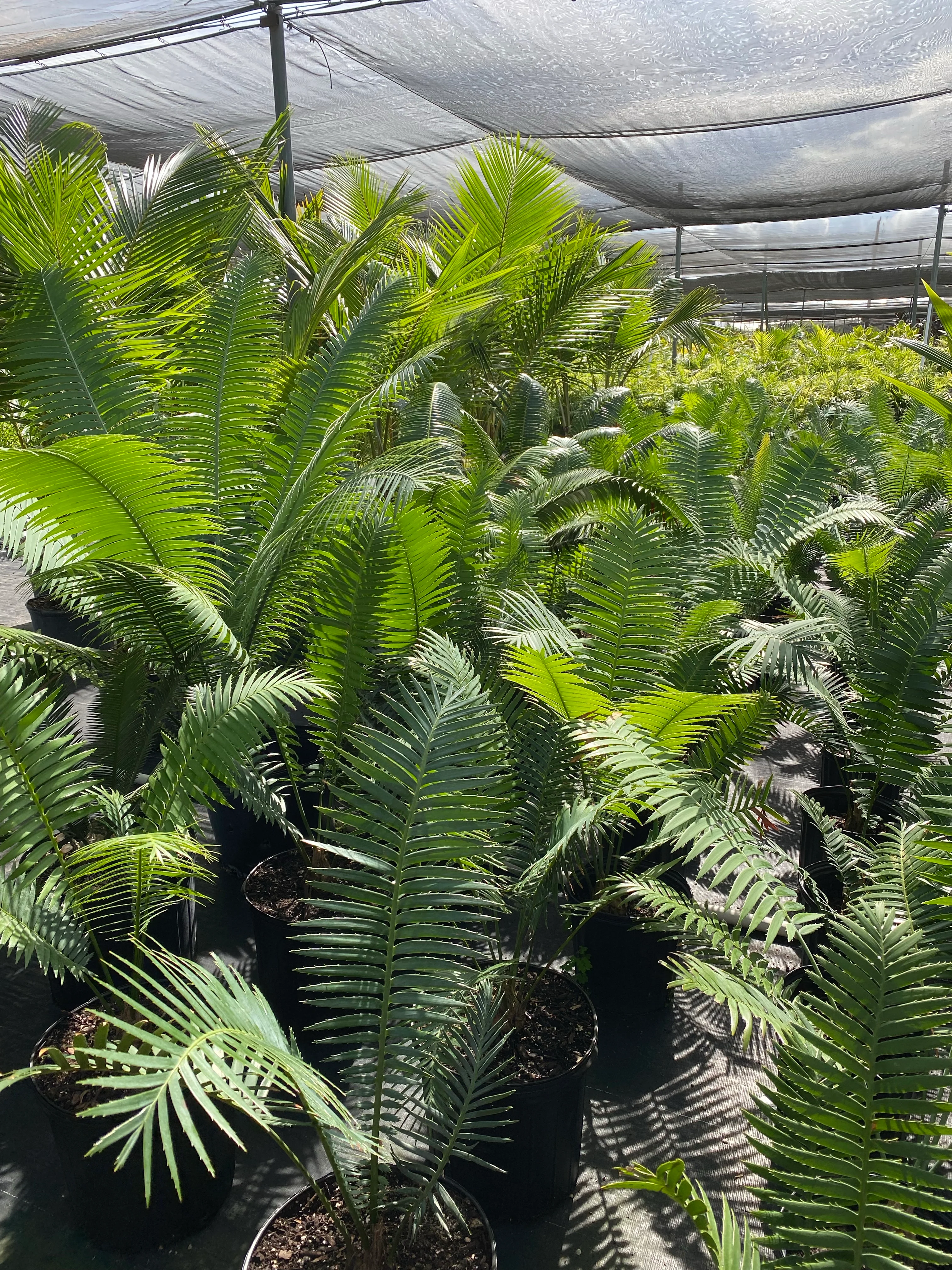 Dioon Spinulosum, Mexican Cycad, Gum Exotic Palm - Image 10