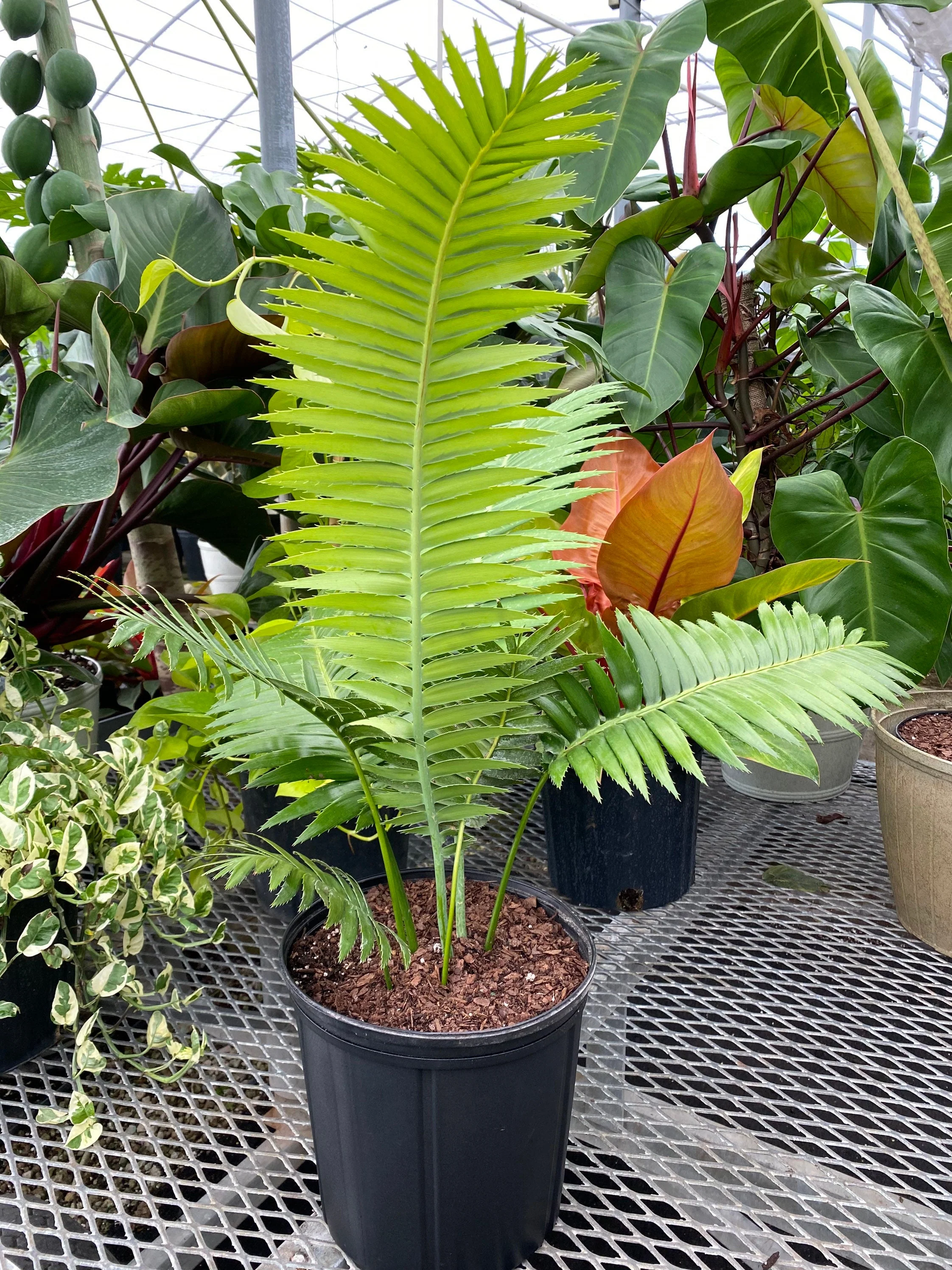 Dioon Spinulosum, Mexican Cycad, Gum Exotic Palm - Image 3