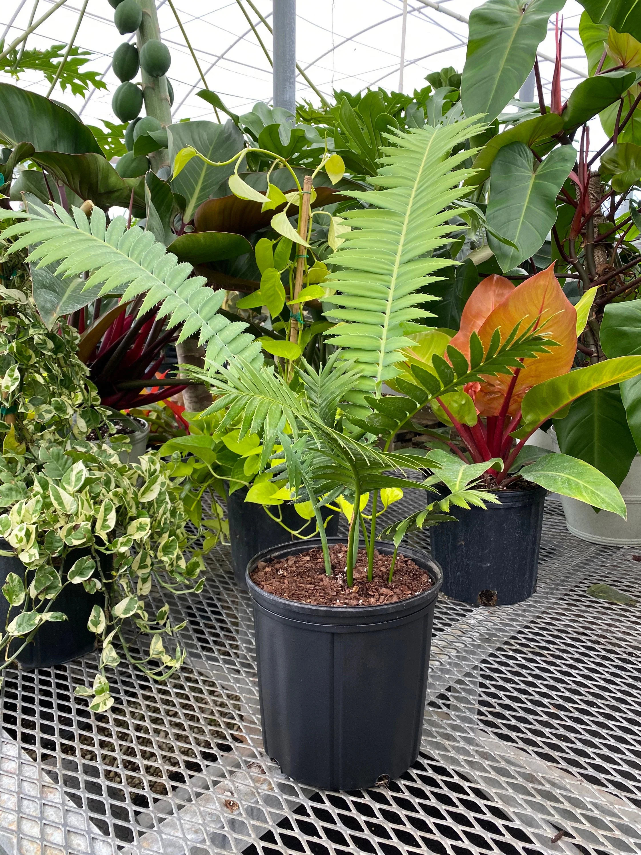 Dioon Spinulosum, Mexican Cycad, Gum Exotic Palm - Image 4