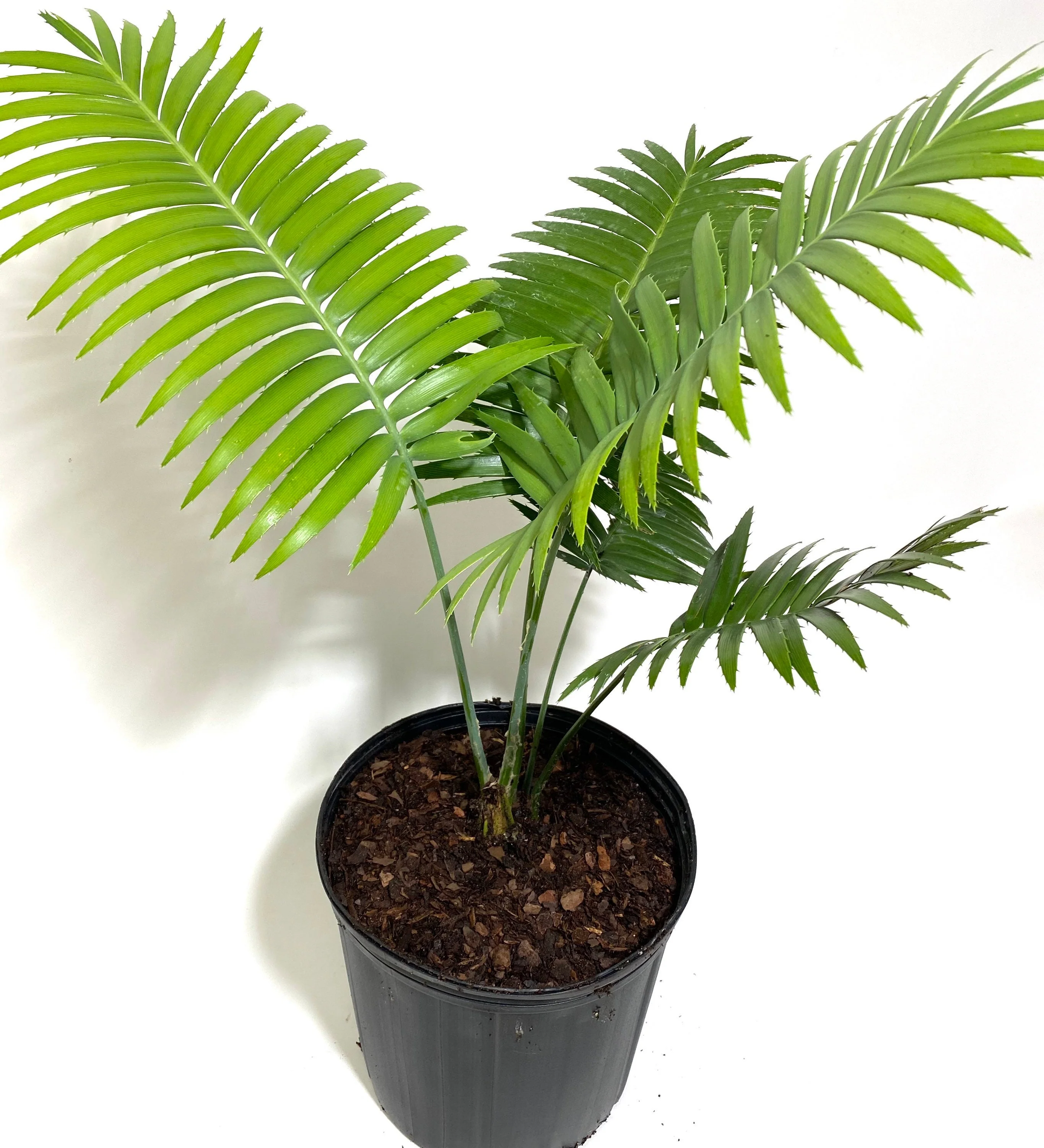 Dioon Spinulosum, Mexican Cycad, Gum Exotic Palm - Image 5