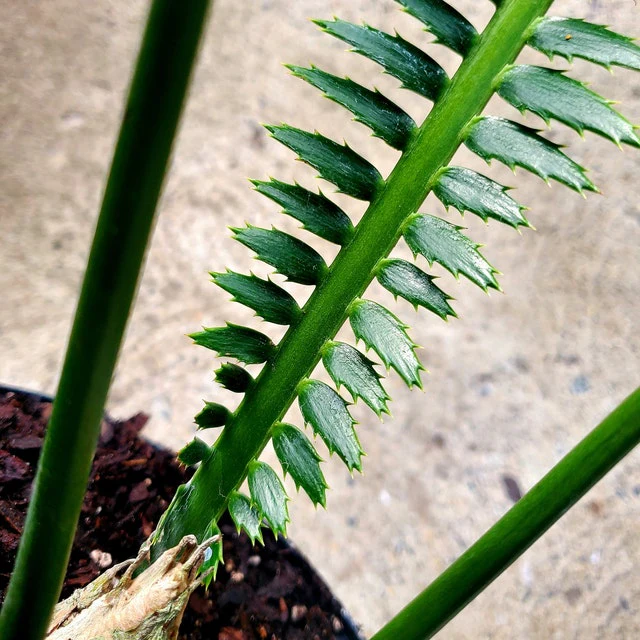Dioon Spinulosum, Mexican Cycad, Gum Exotic Palm - Image 7