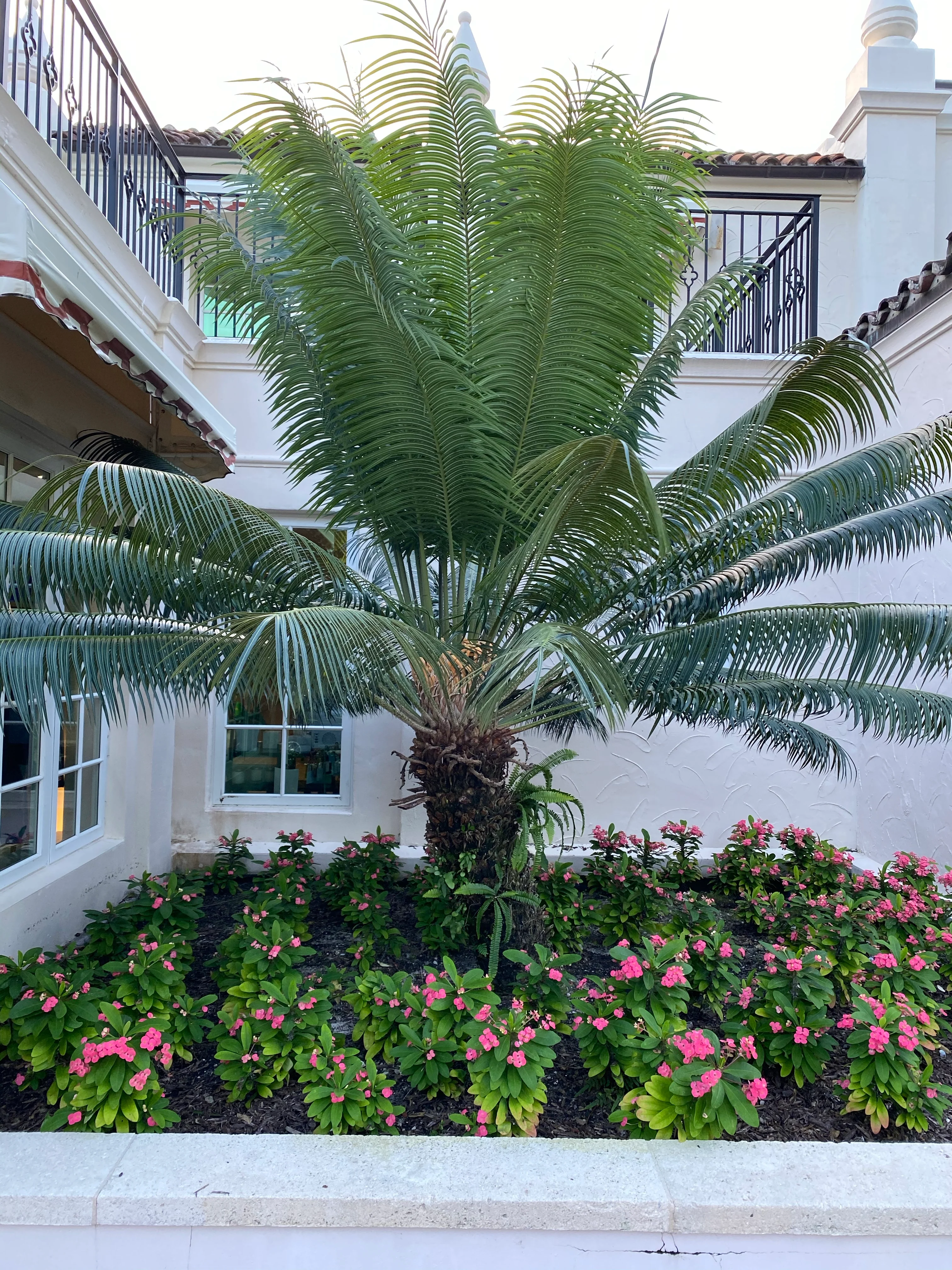 Dioon Spinulosum, Mexican Cycad, Gum Exotic Palm - Image 9