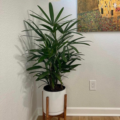 Lady Palm, Rhapis Excelsa, Indoor Queen Palm - Image 8