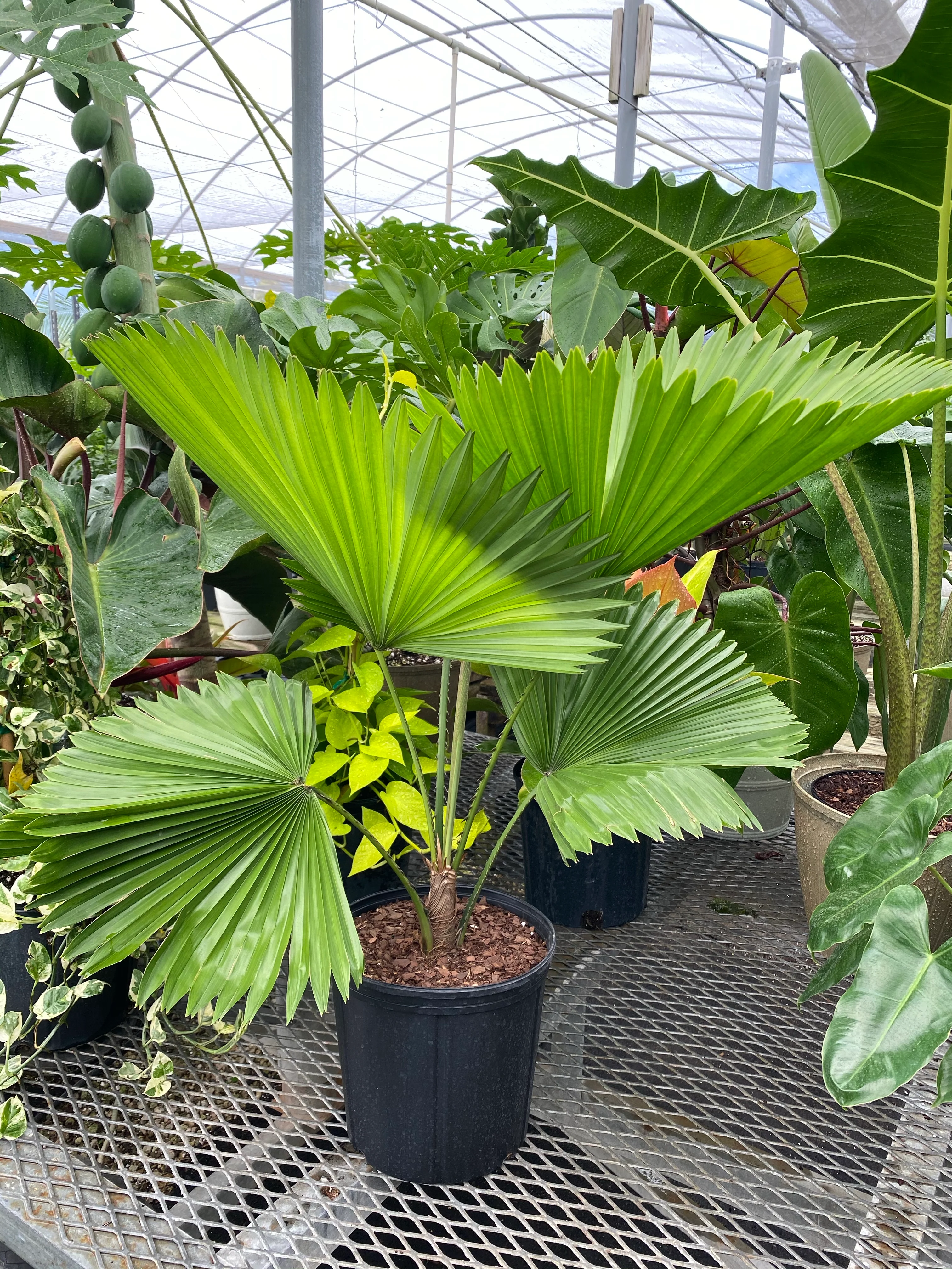 Licuala Grandis Fan Palm Tree, Rare and Exotic - Image 10