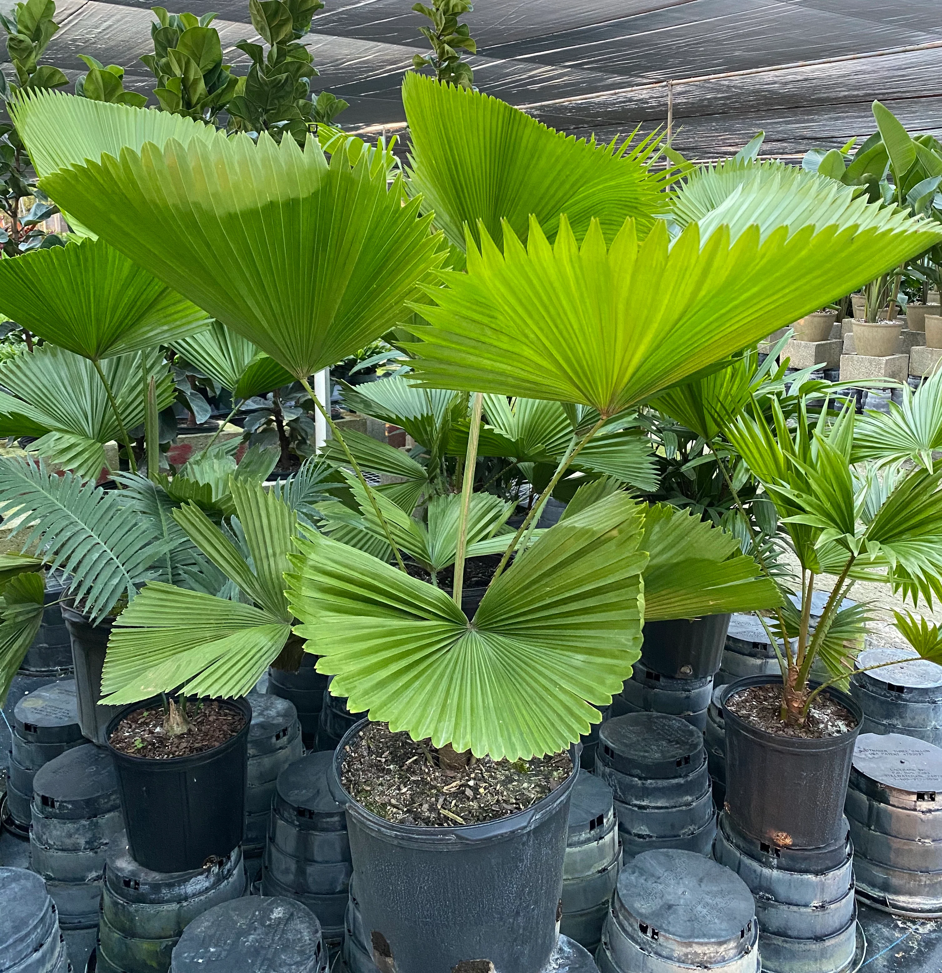 Licuala Grandis Fan Palm Tree, Rare and Exotic - Image 7