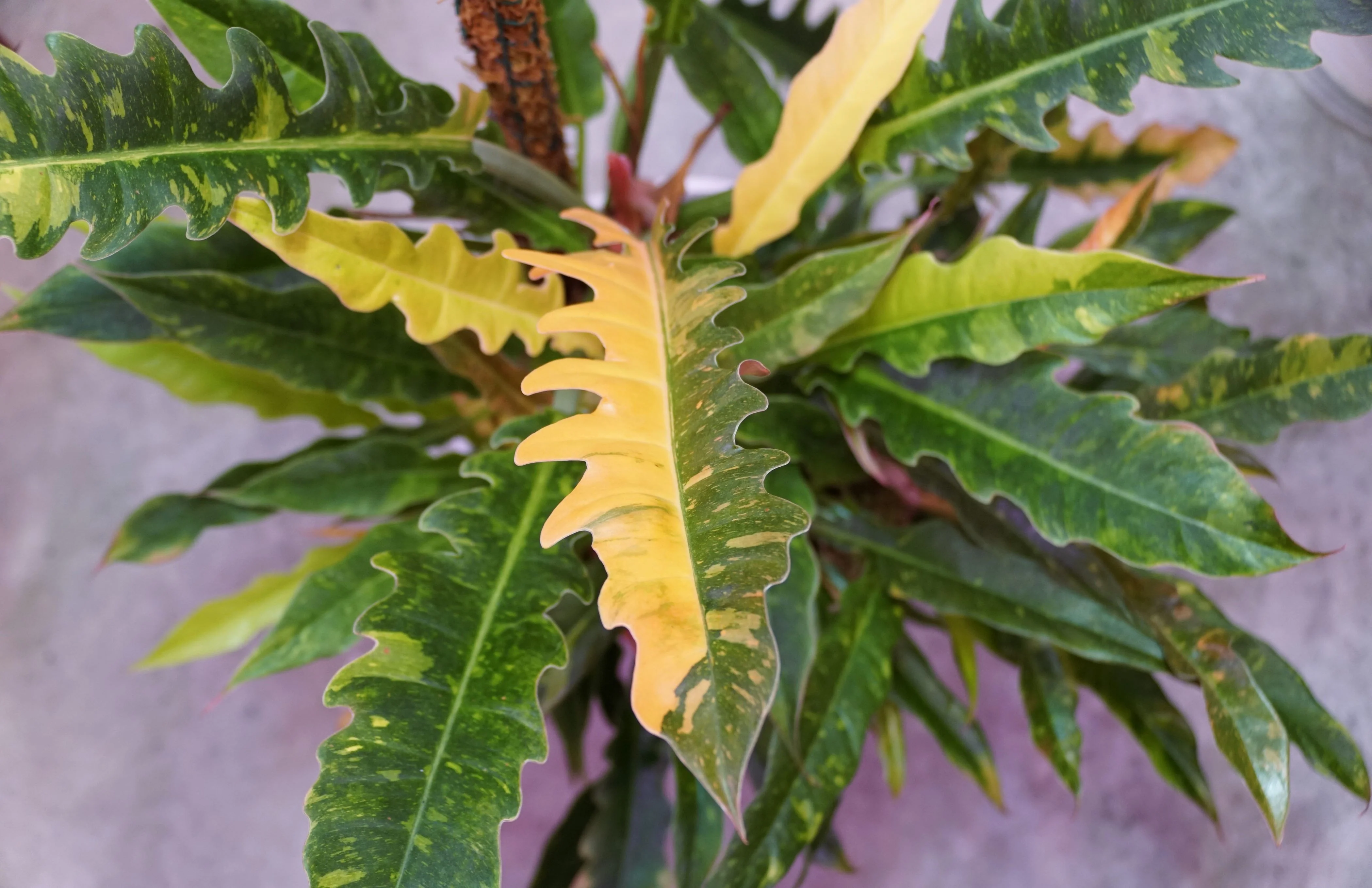 Philodendron Ring of Fire Variegated - Image 7