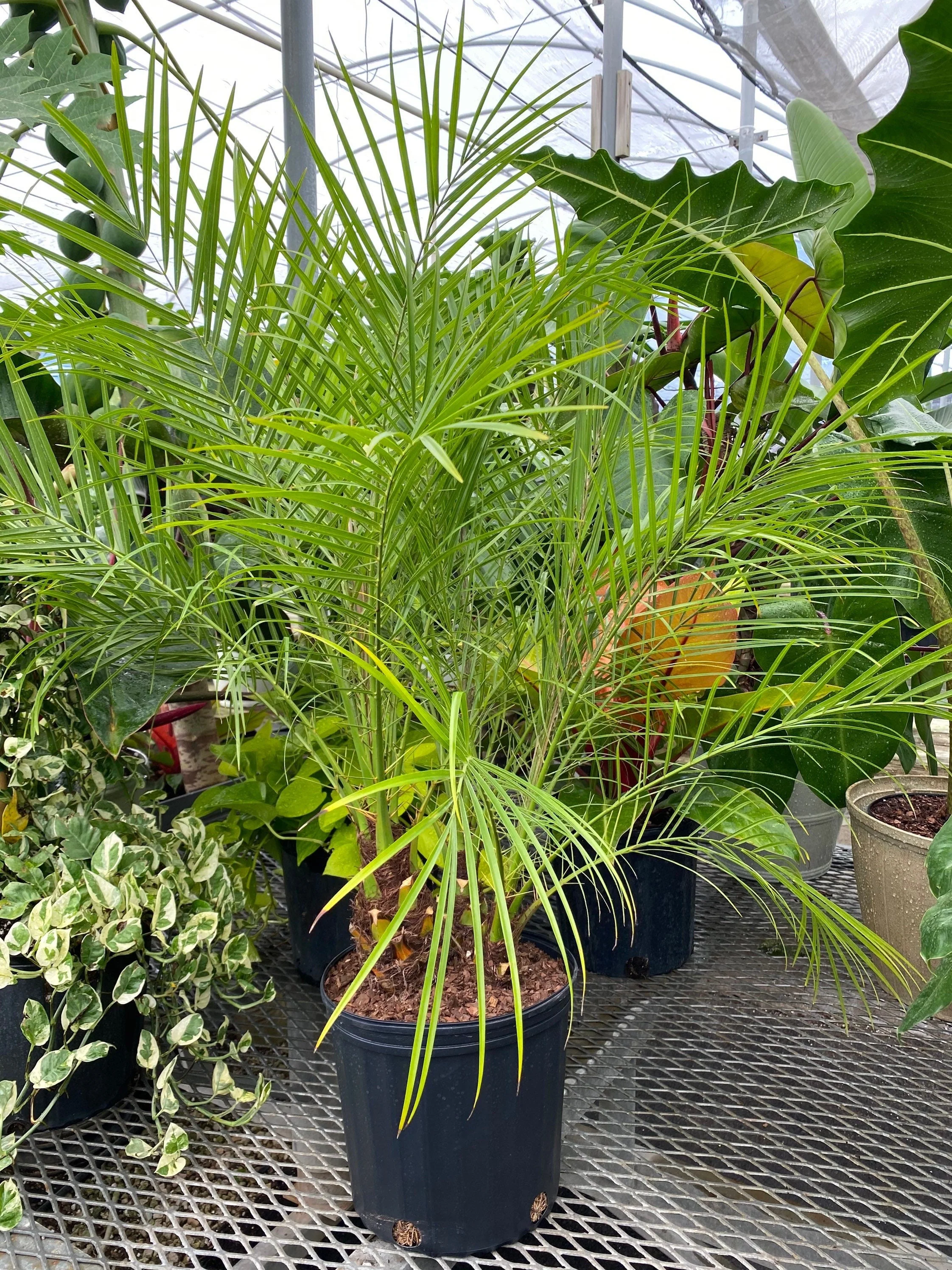 Date Palm Tree, Phoenix Roebelinii Pygmy Tropical Palm - Image 3