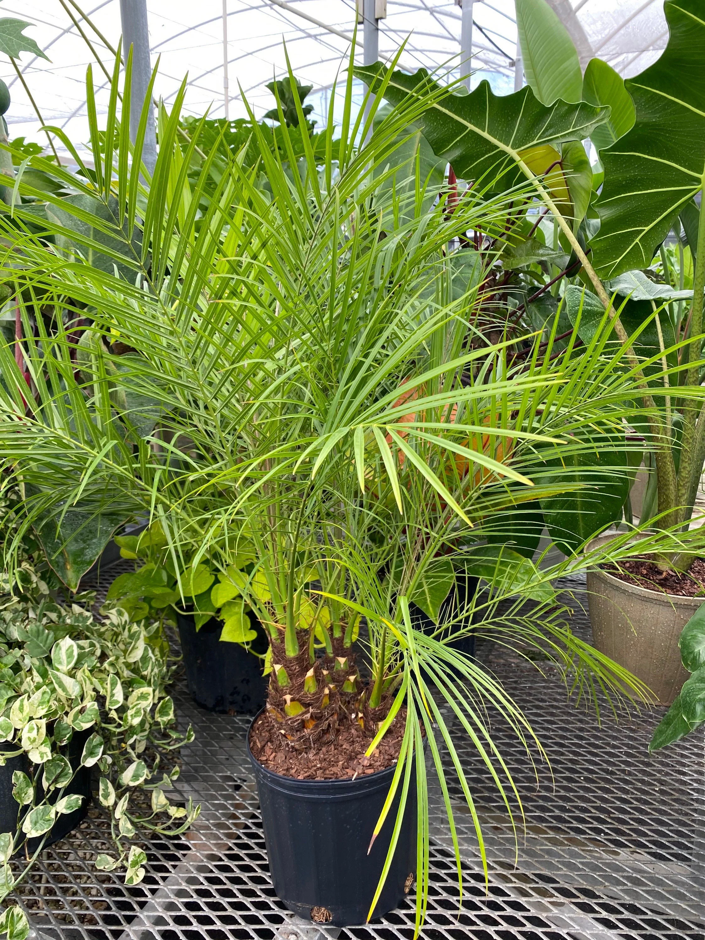 Date Palm Tree, Phoenix Roebelinii Pygmy Tropical Palm - Image 7