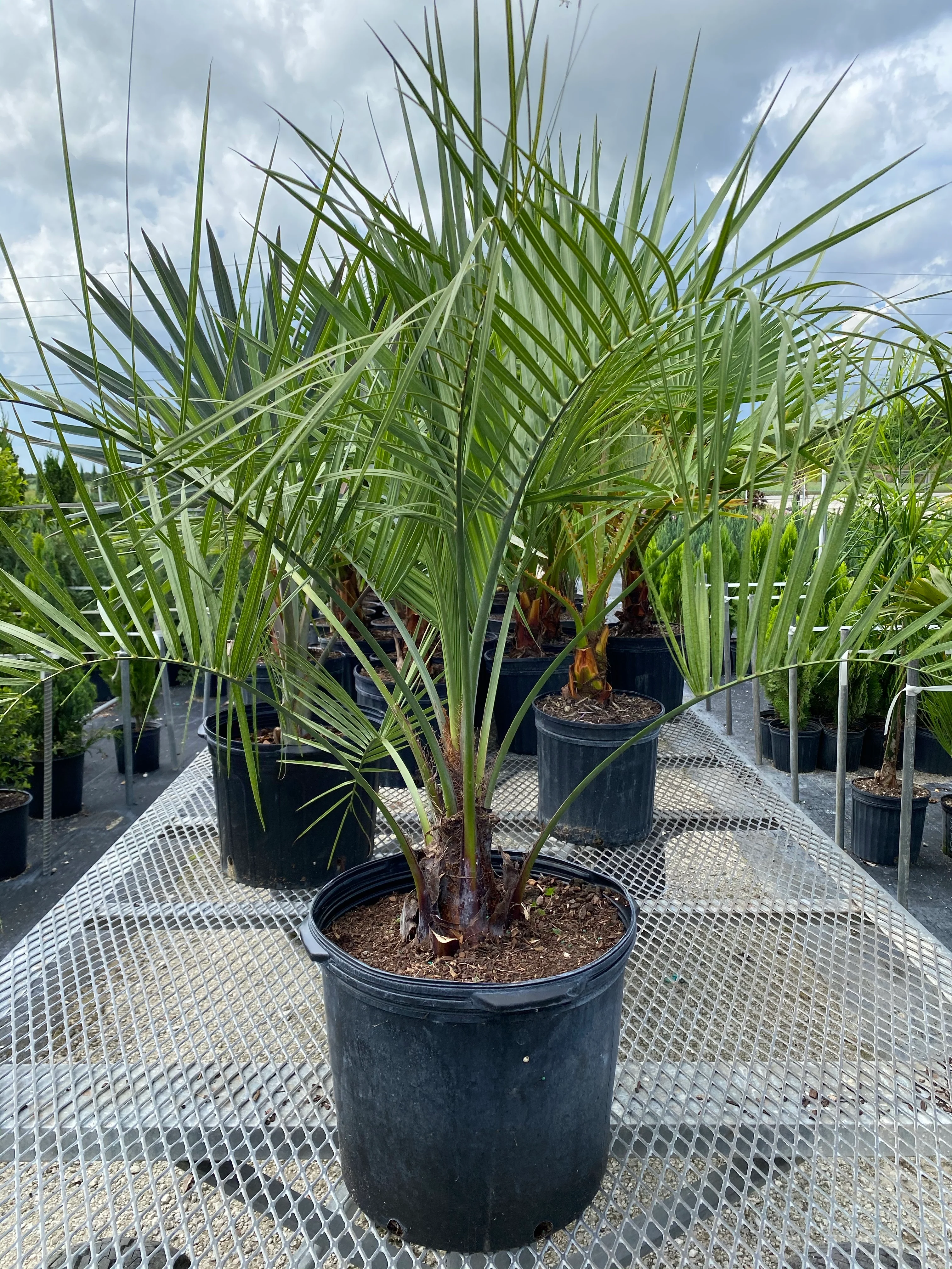 Pindo Palm, Jelly Palm, Cocos Australis - Image 3