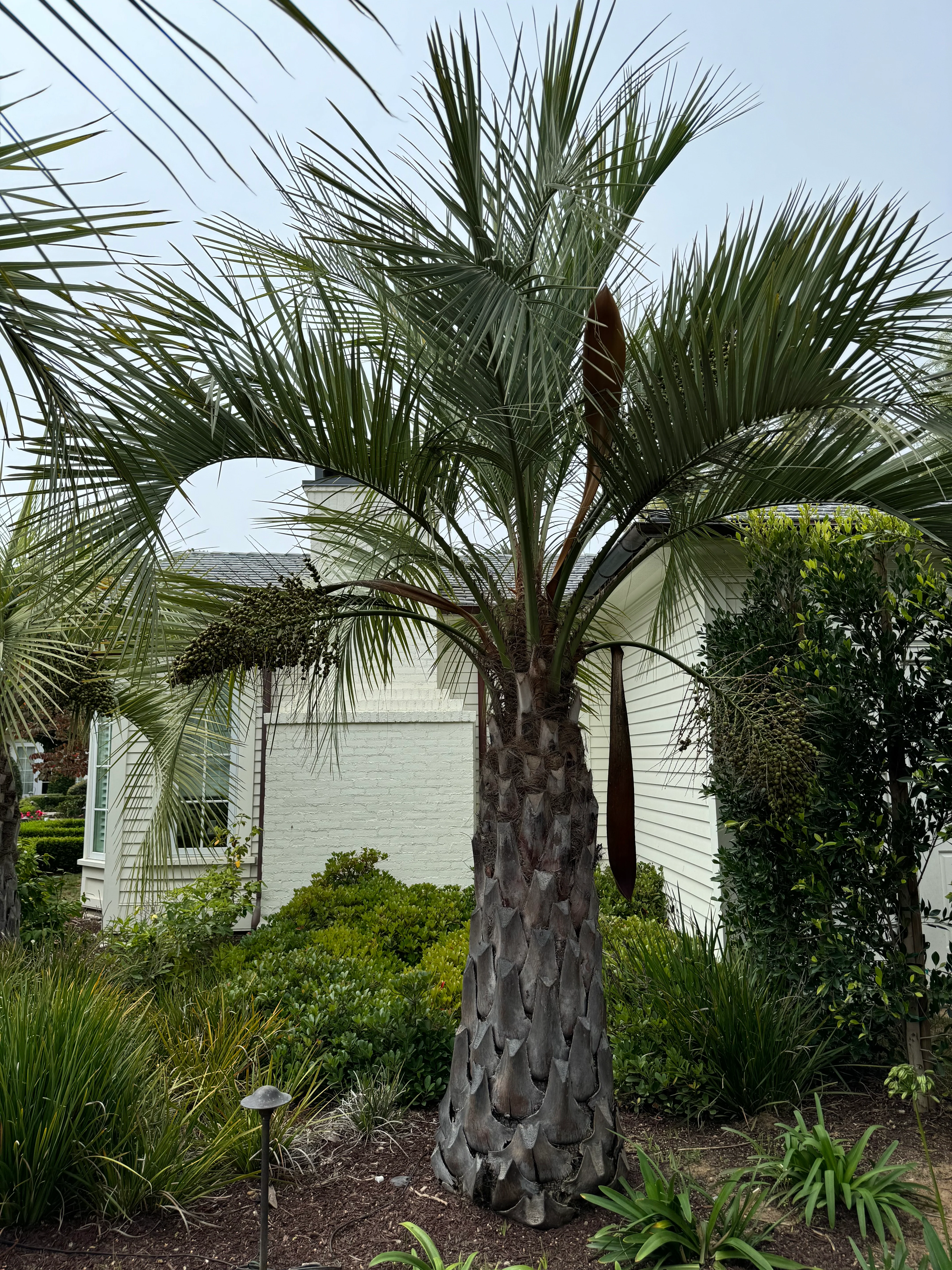 Pindo Palm, Jelly Palm, Cocos Australis - Image 9