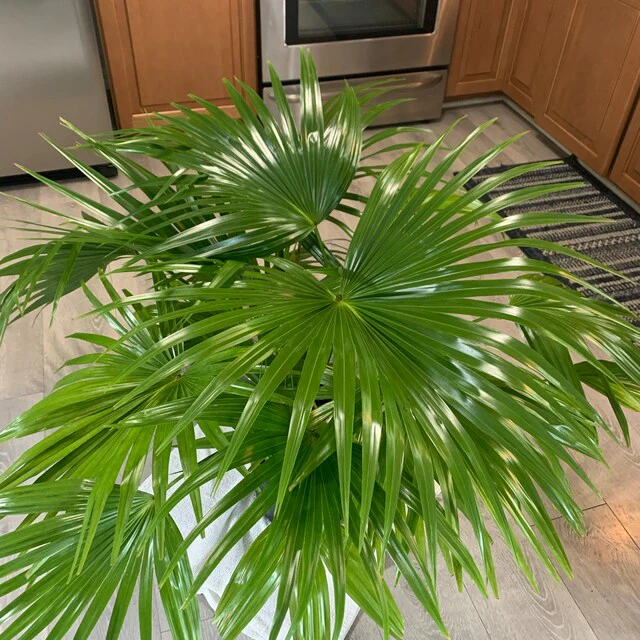 Chinese Fan Palm, Livistona chinensis, Fountain Palm - Image 10