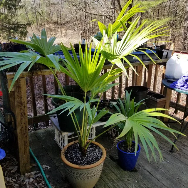 Chinese Fan Palm, Livistona chinensis, Fountain Palm - Image 12