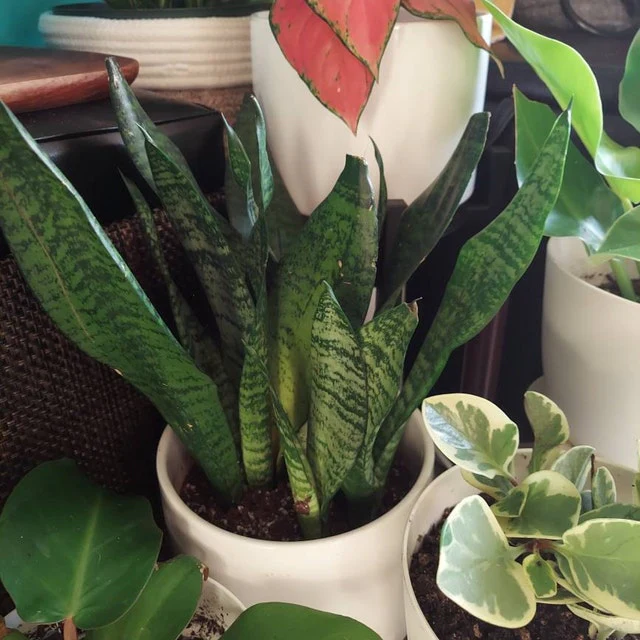 Sansevieria Robusta, Snake Plant - Image 5