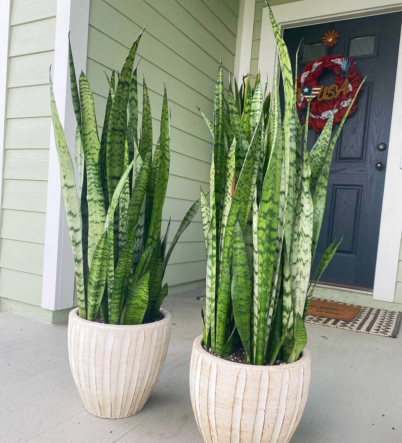 Sansevieria Zeylanica, Snake Plants - Image 9