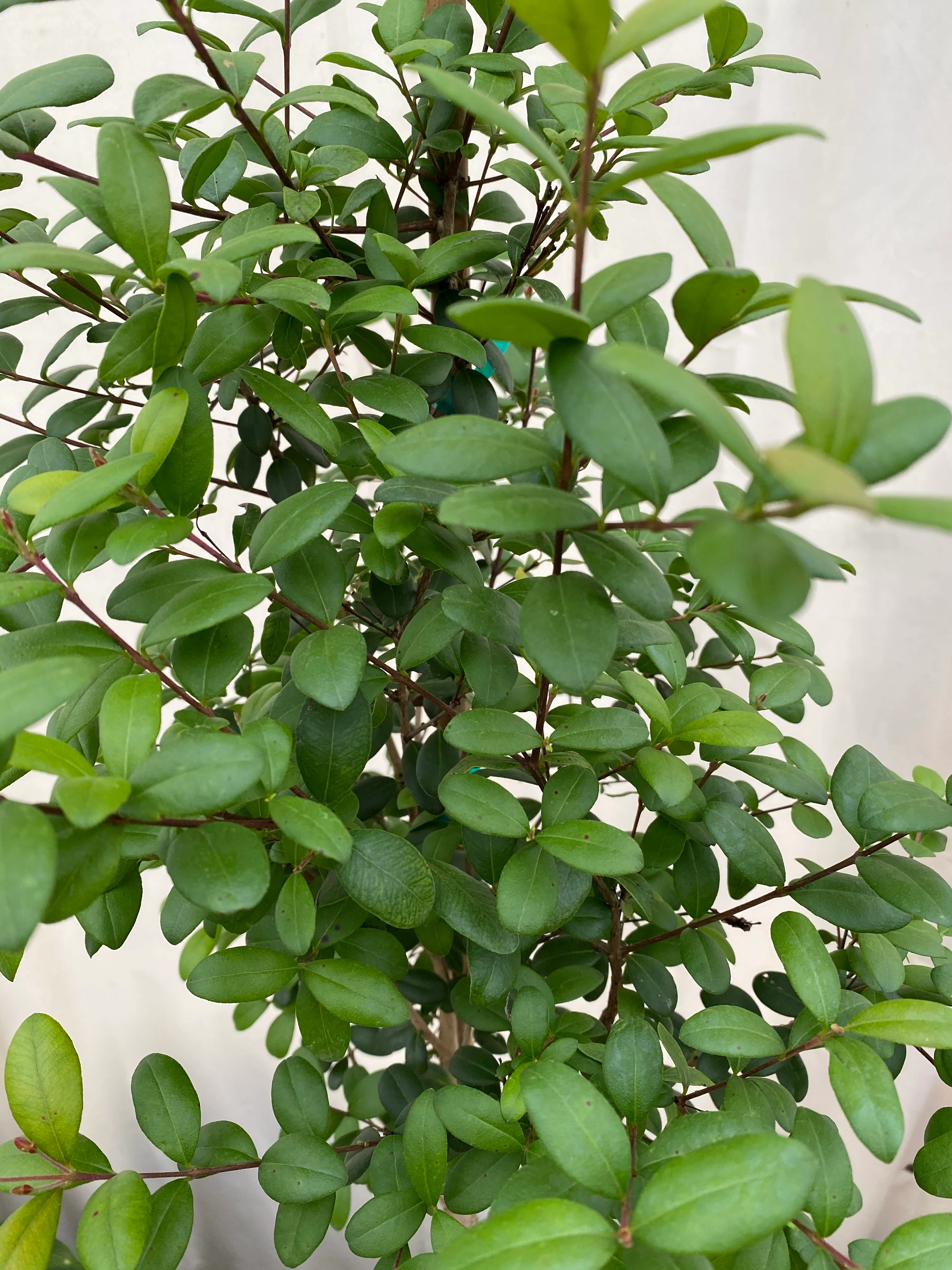Simpson's Stopper Tree, Myrcianthes Fragrans - Image 3