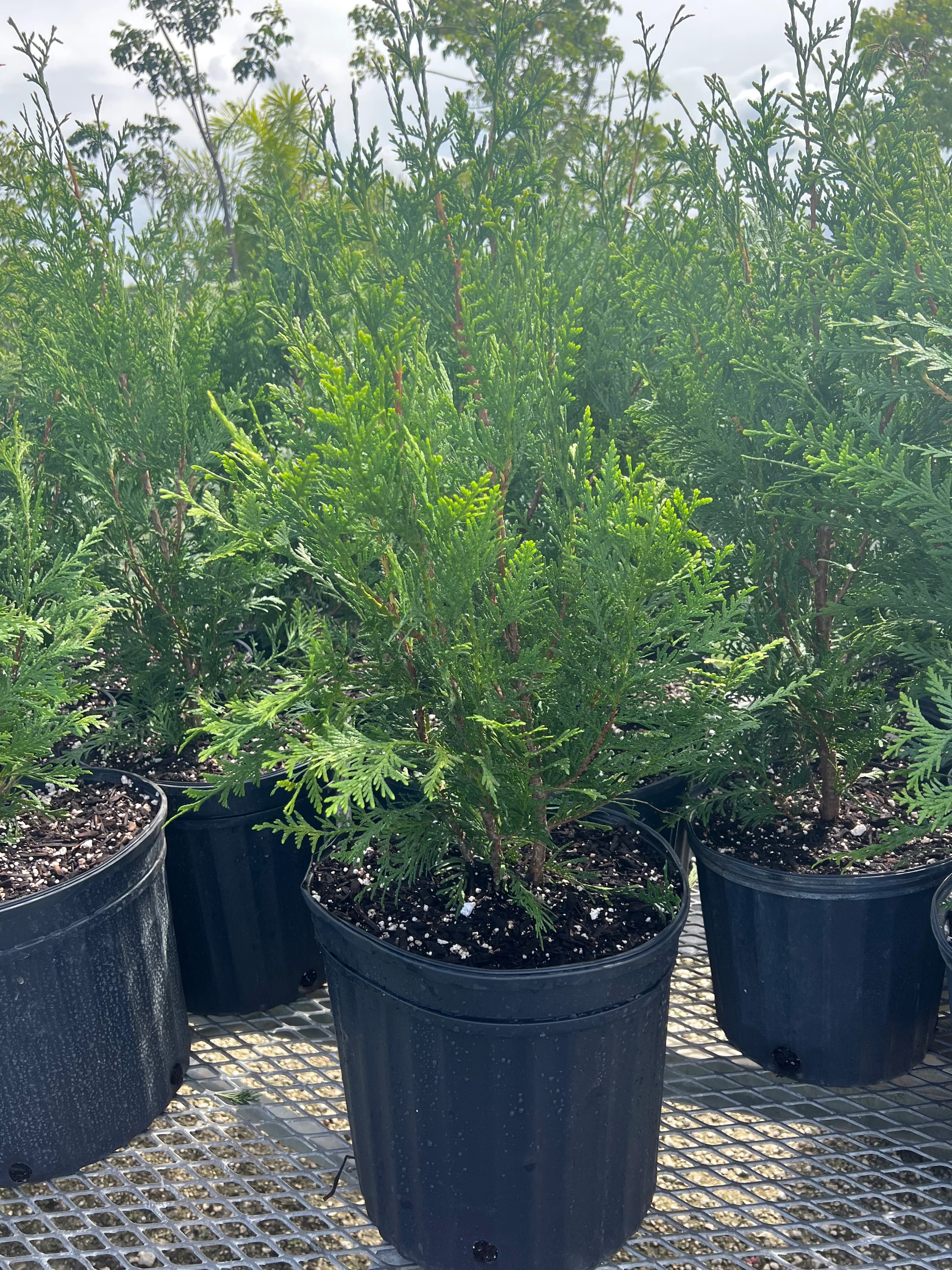 Thuja Green Giant Arborvitae - Image 7