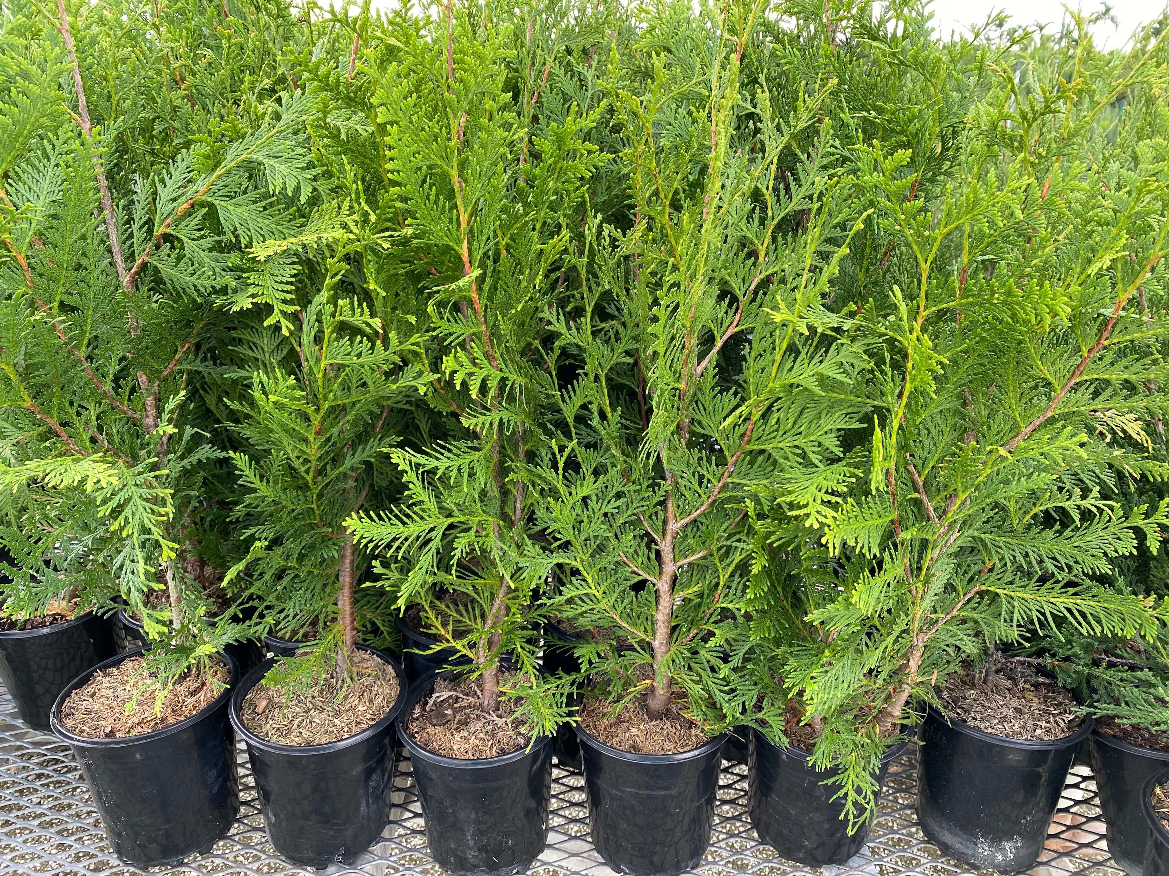 Thuja Green Giant Arborvitae - Image 8