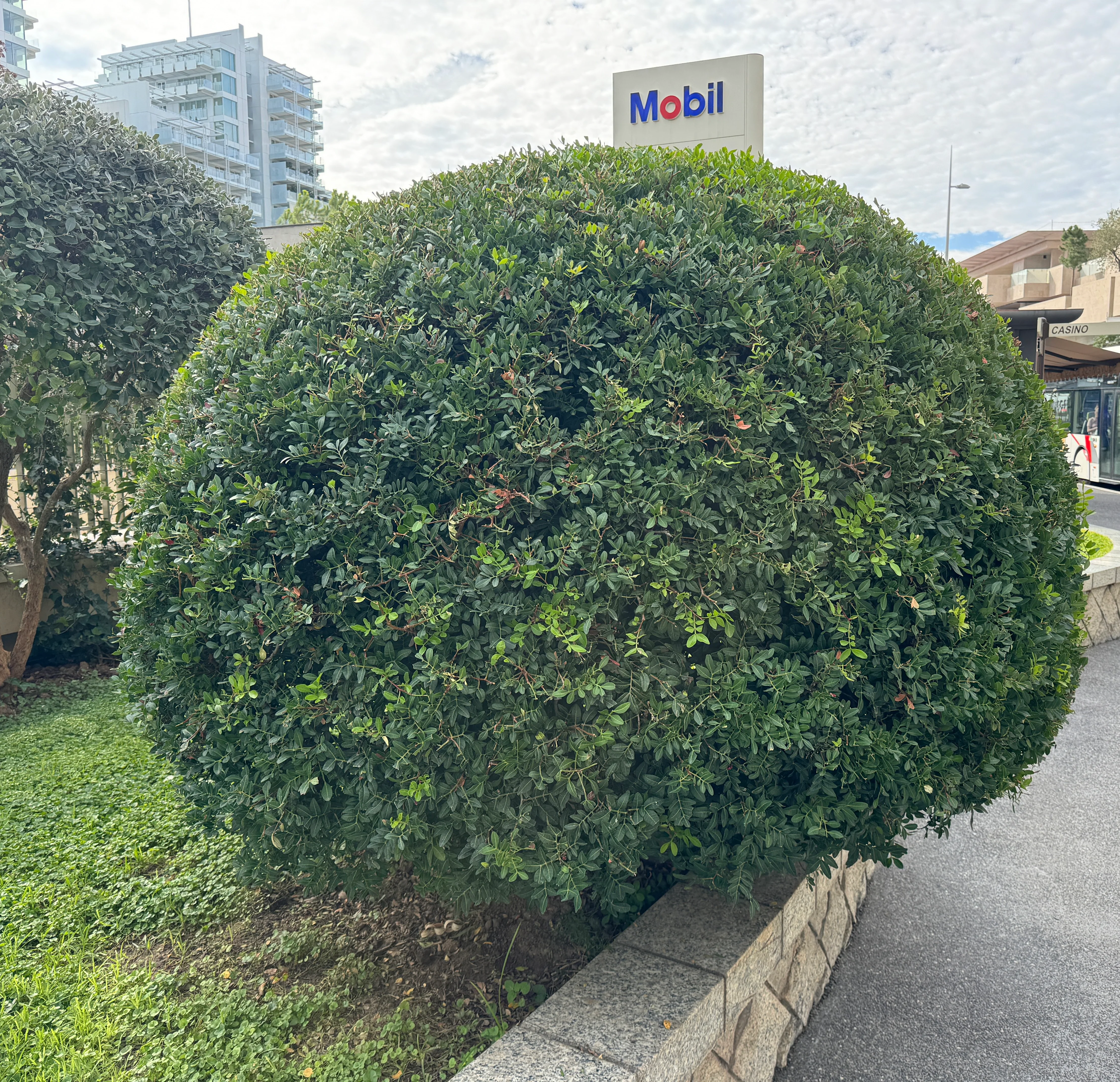 Topiary Eugenia Cosmic Egg Shape - Image 5