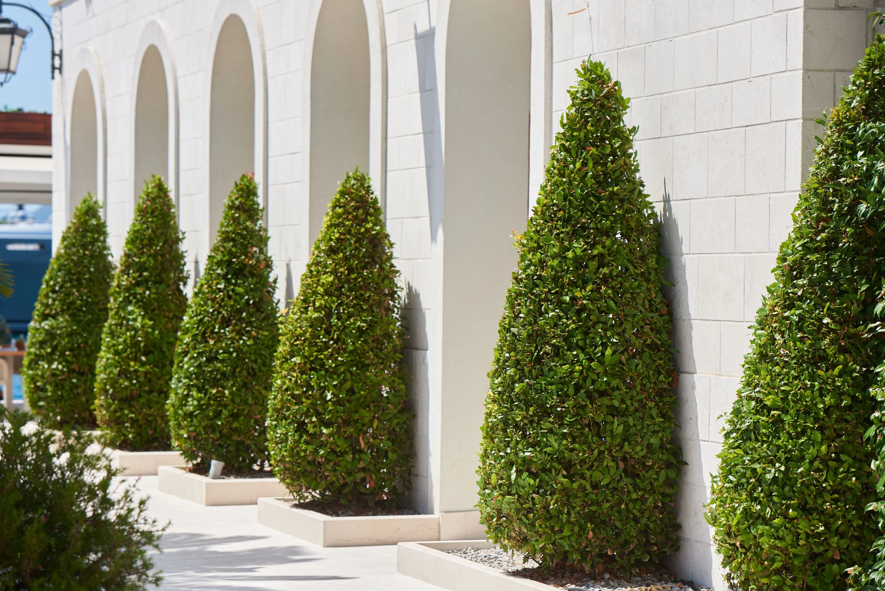 Topiary Eugenia Cone, Pyramid Tree - Image 3