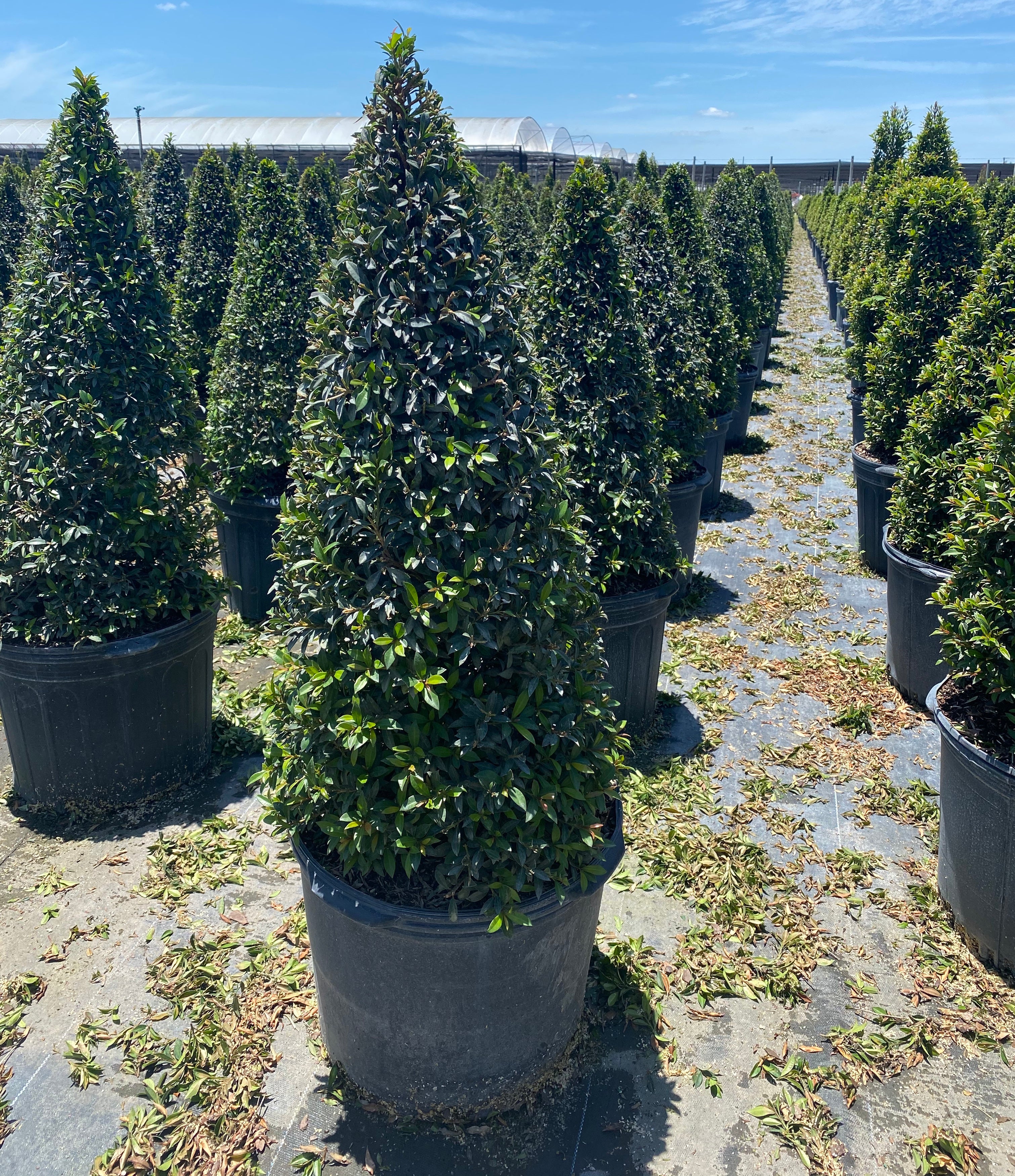 Topiary Eugenia Cone, Pyramid Tree - Image 5