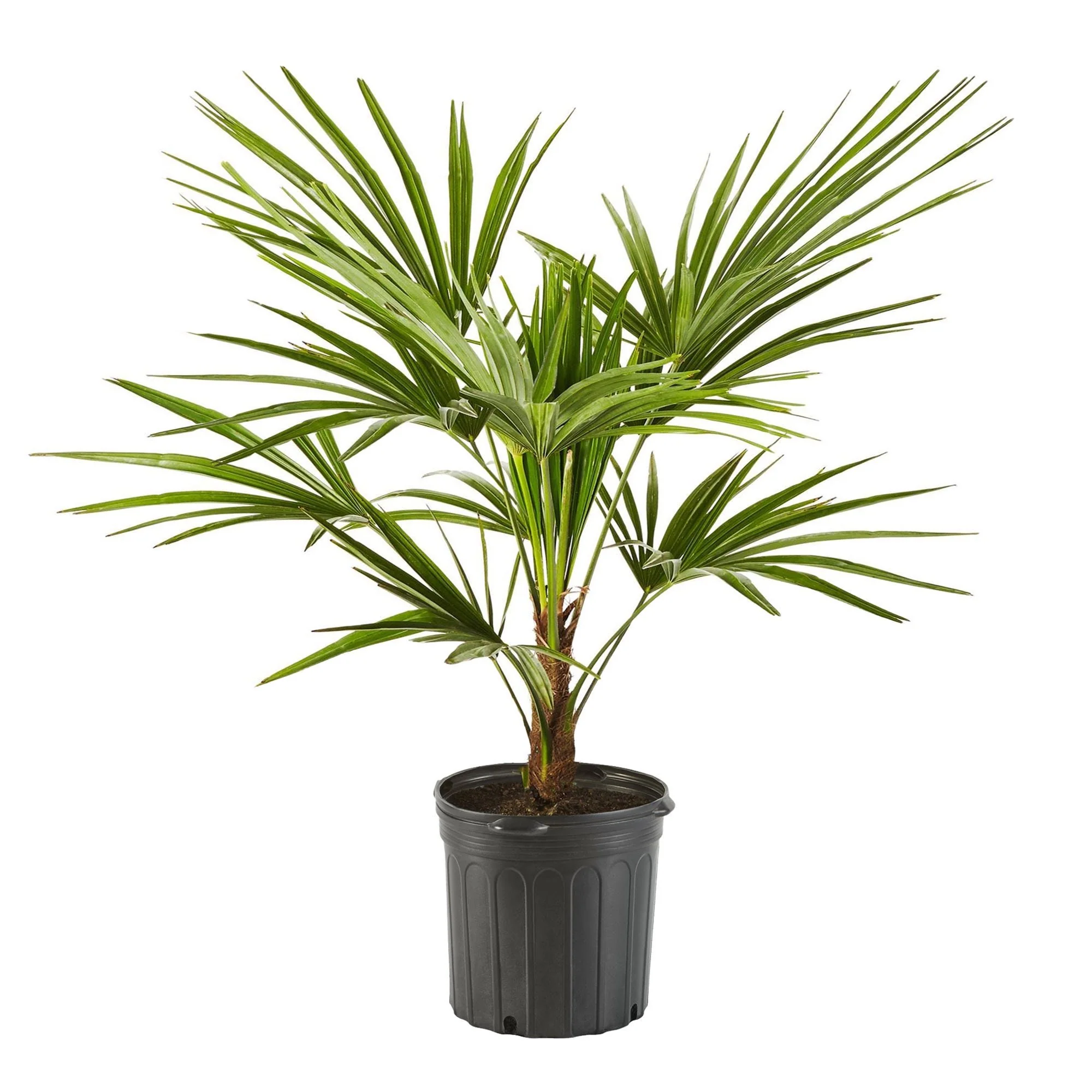 Windmill Palm Tree, Cold Hardy Fortune Palm - Image 6