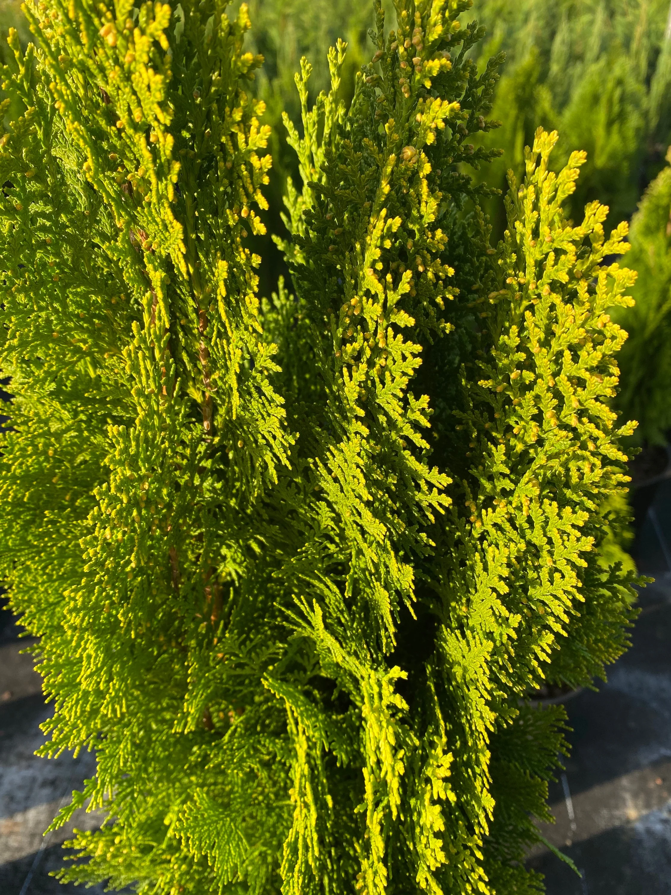 Yellow Ribbon Arborvitae, Thuja occidentalis - Image 5