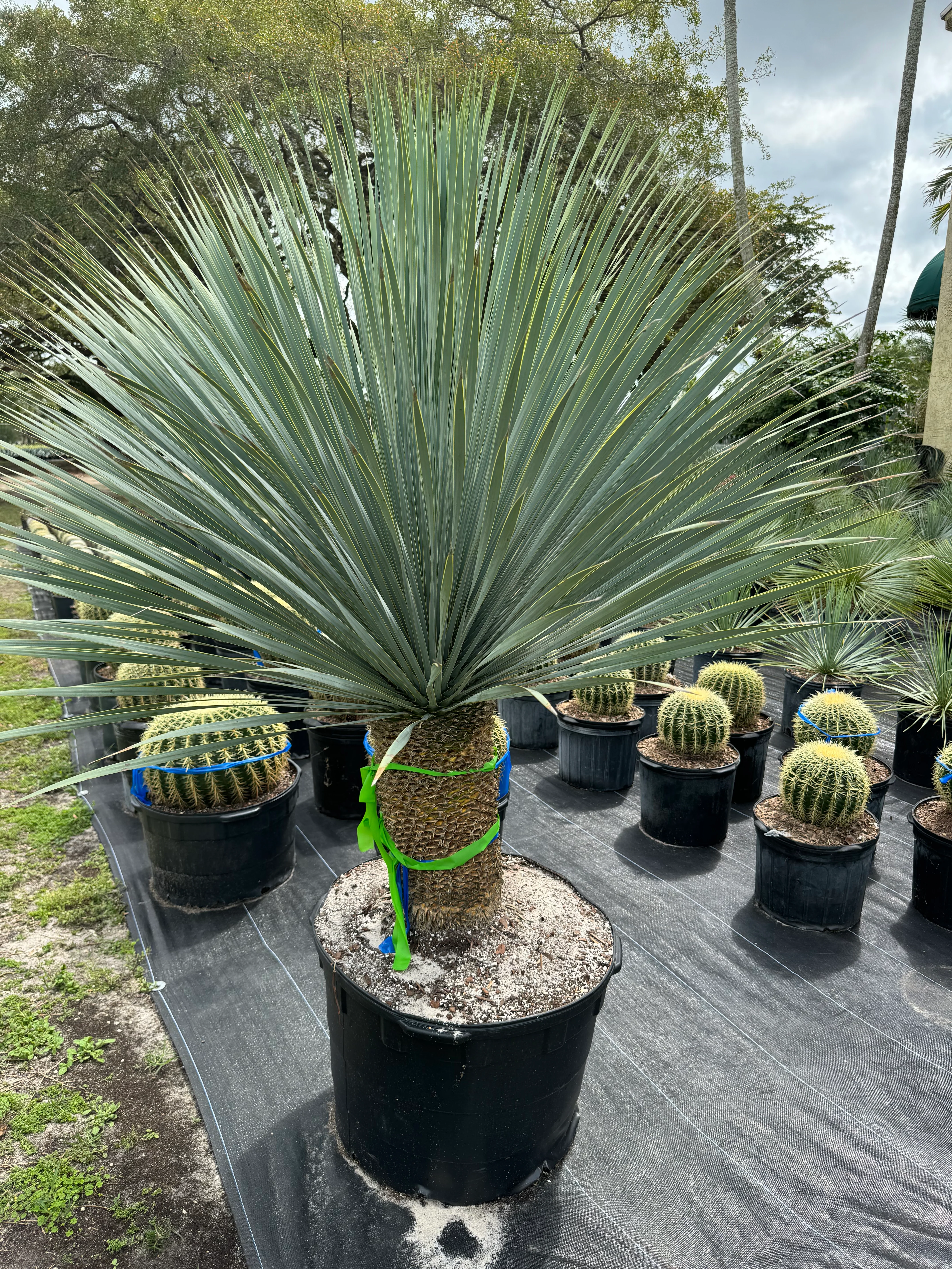 Yucca Rostrata Beaked Yucca, Desert Jewel Palm - Image 4